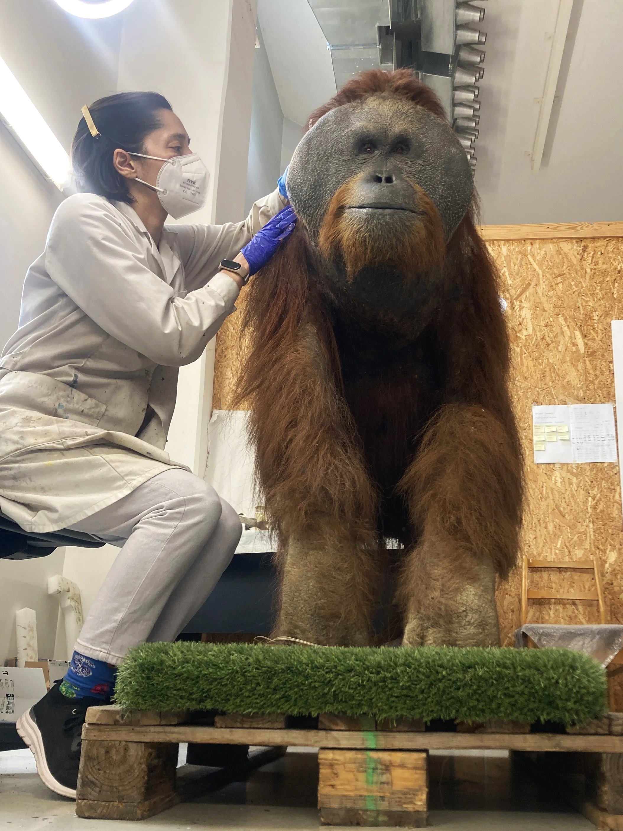 Orangutan (Pongo pygmaeus)  