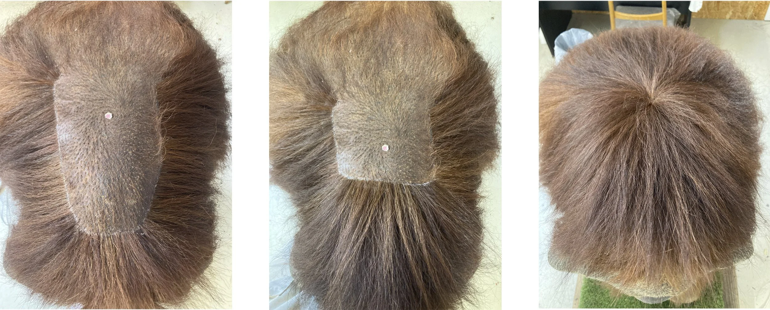 Orangutan (Pongo pygmaeus)