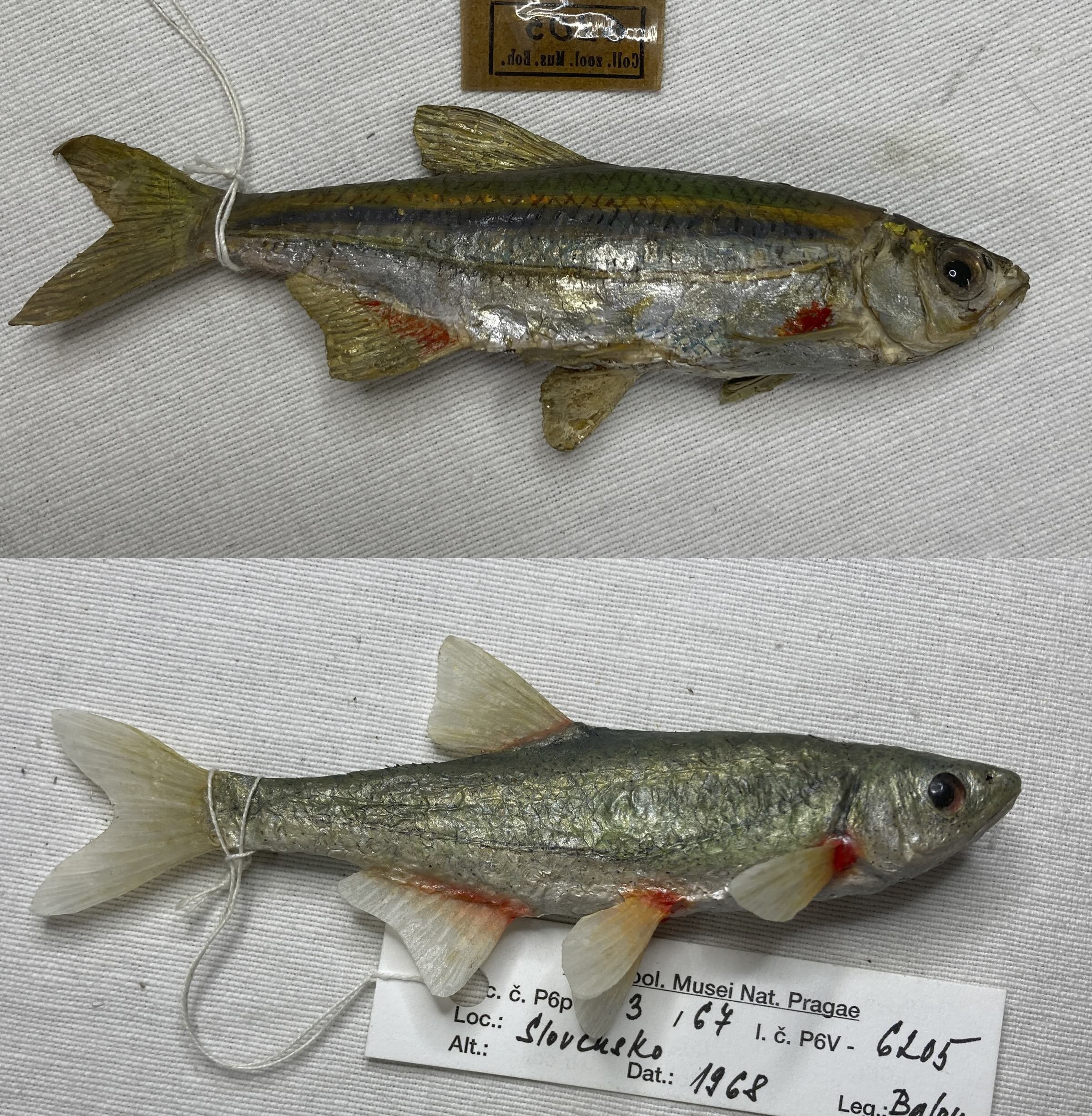 Alburnoides bipunctatus 