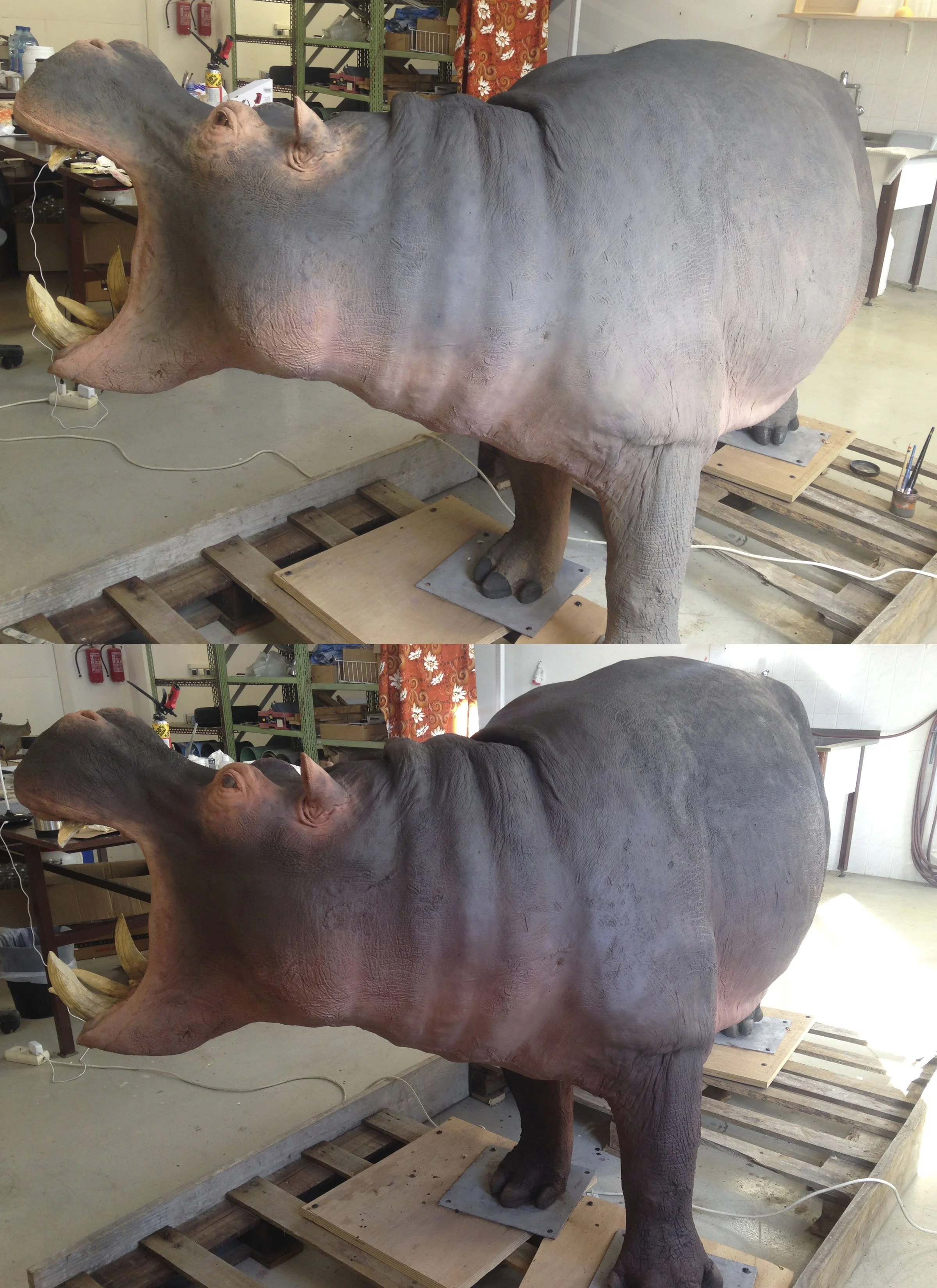 Hippopotamus amphibius