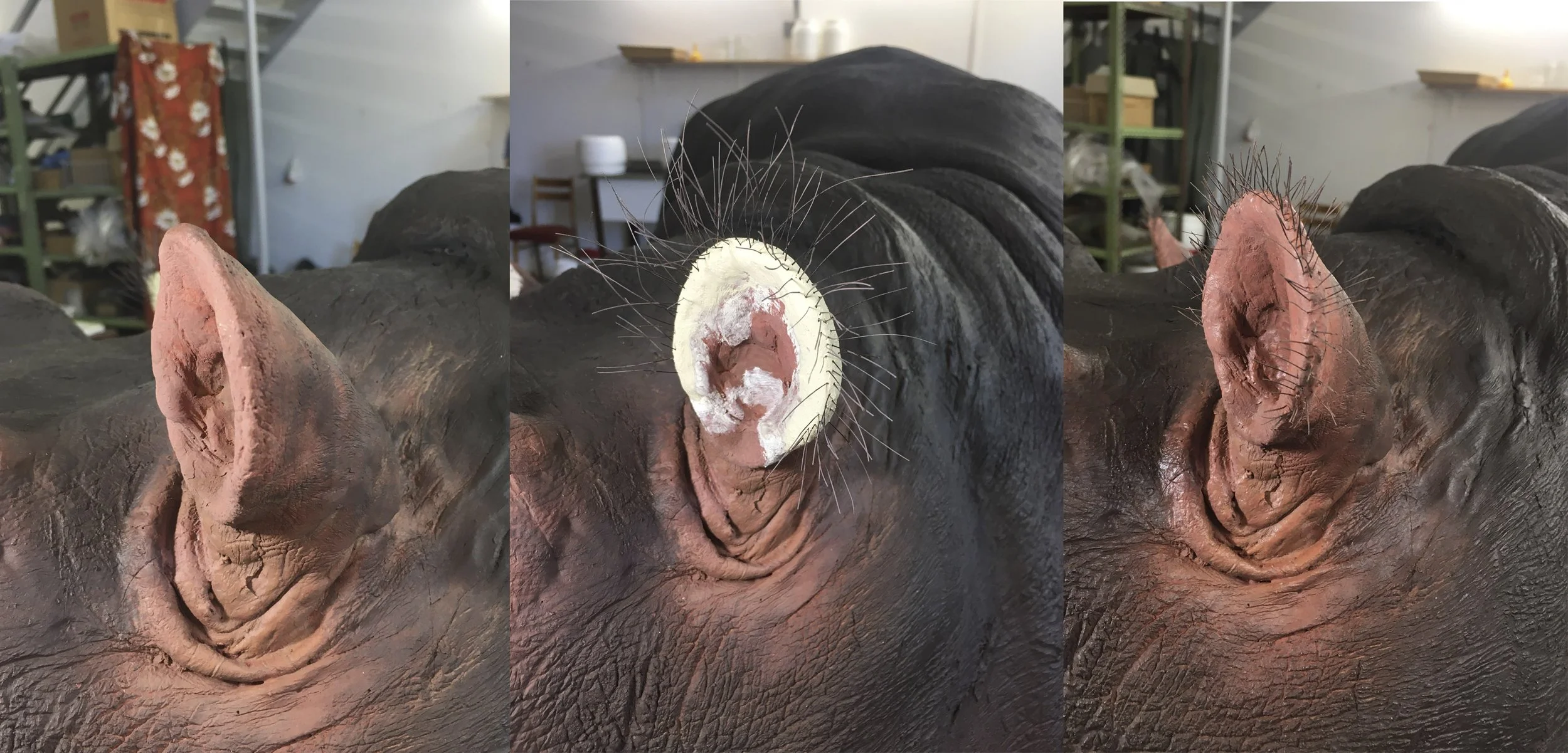 Hippopotamus amphibius