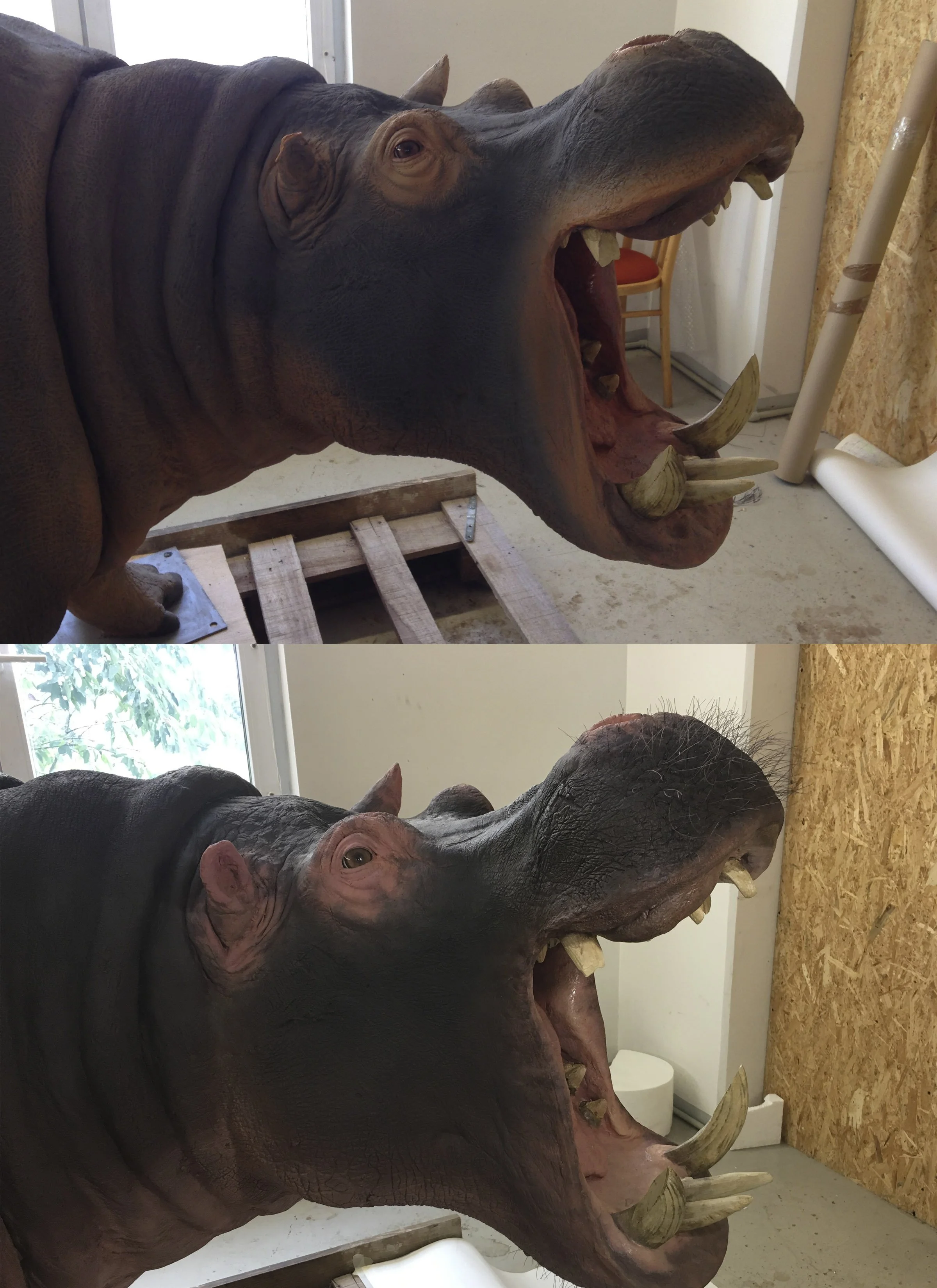 Hippopotamus amphibius