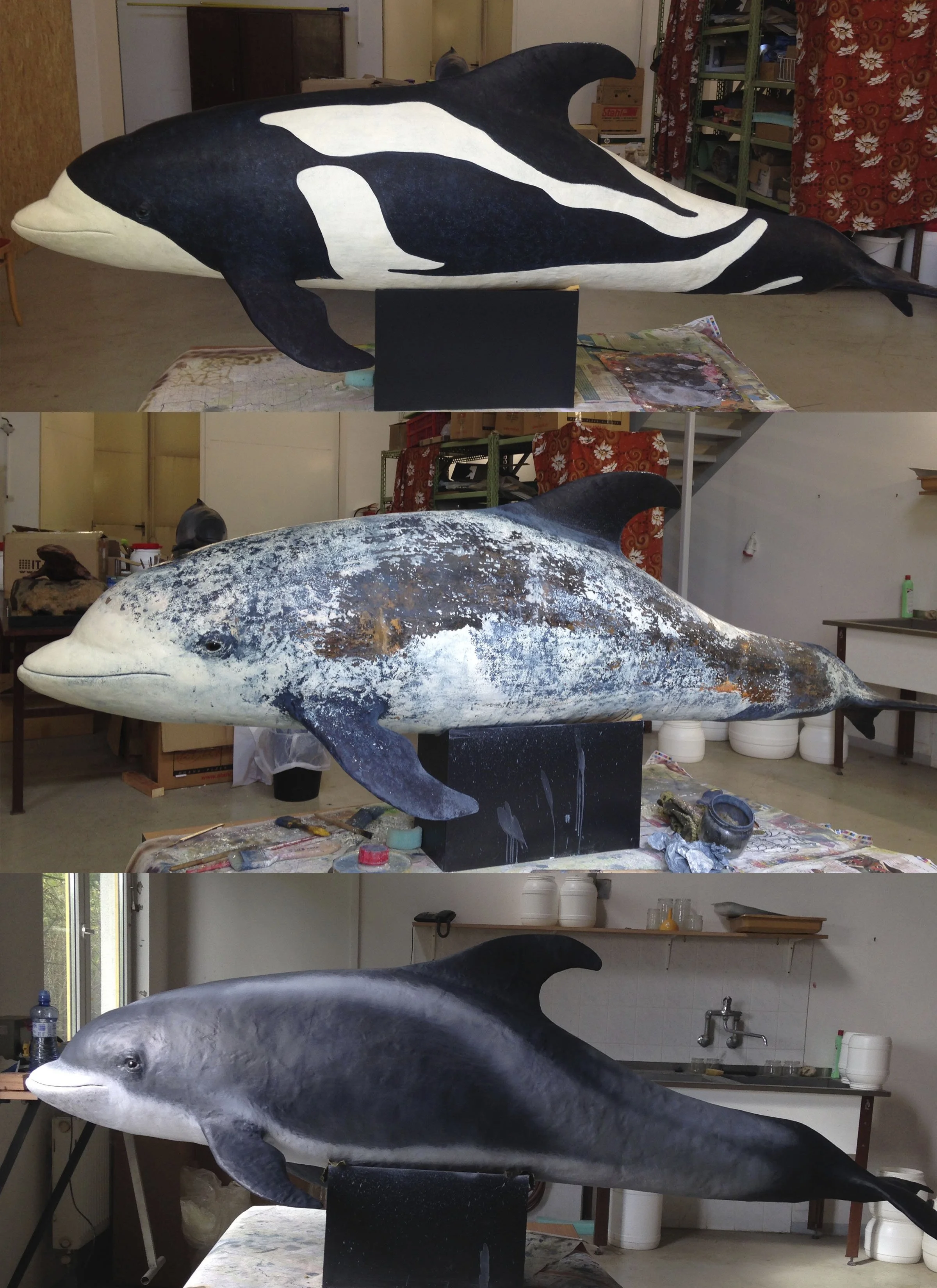 Lagenorynchus albirostris 