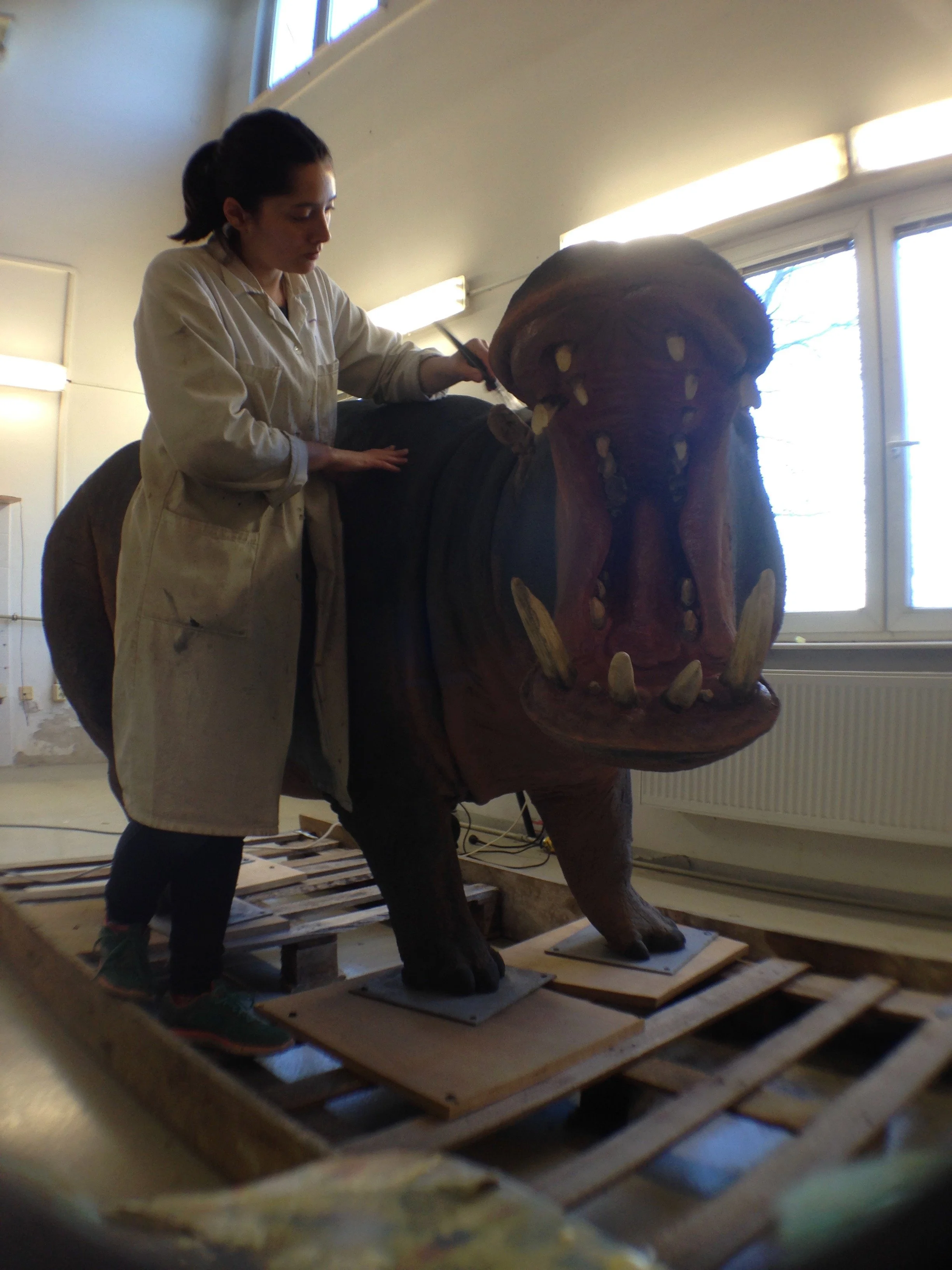 Hippopotamus amphibius