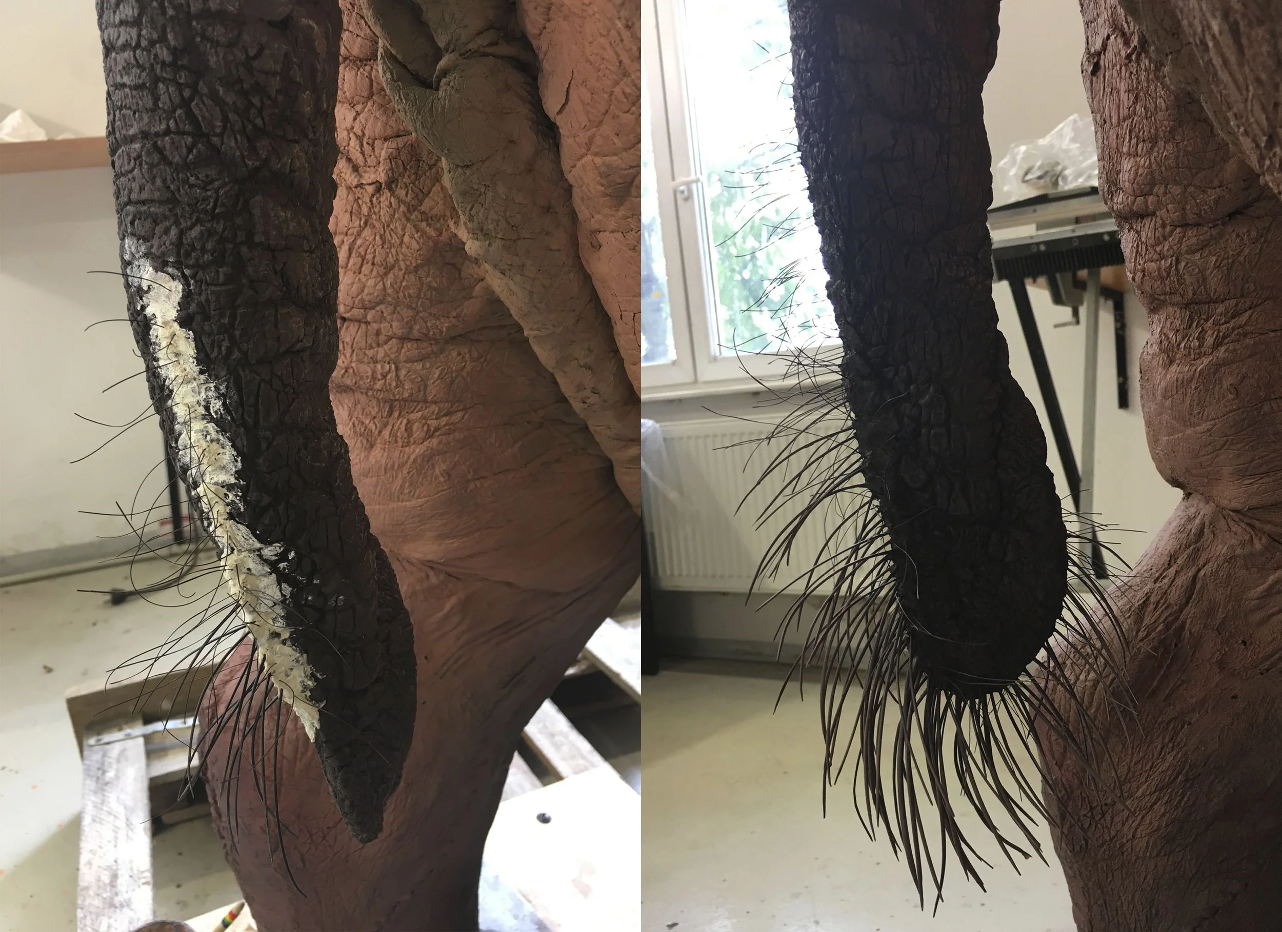 Hippopotamus amphibius 