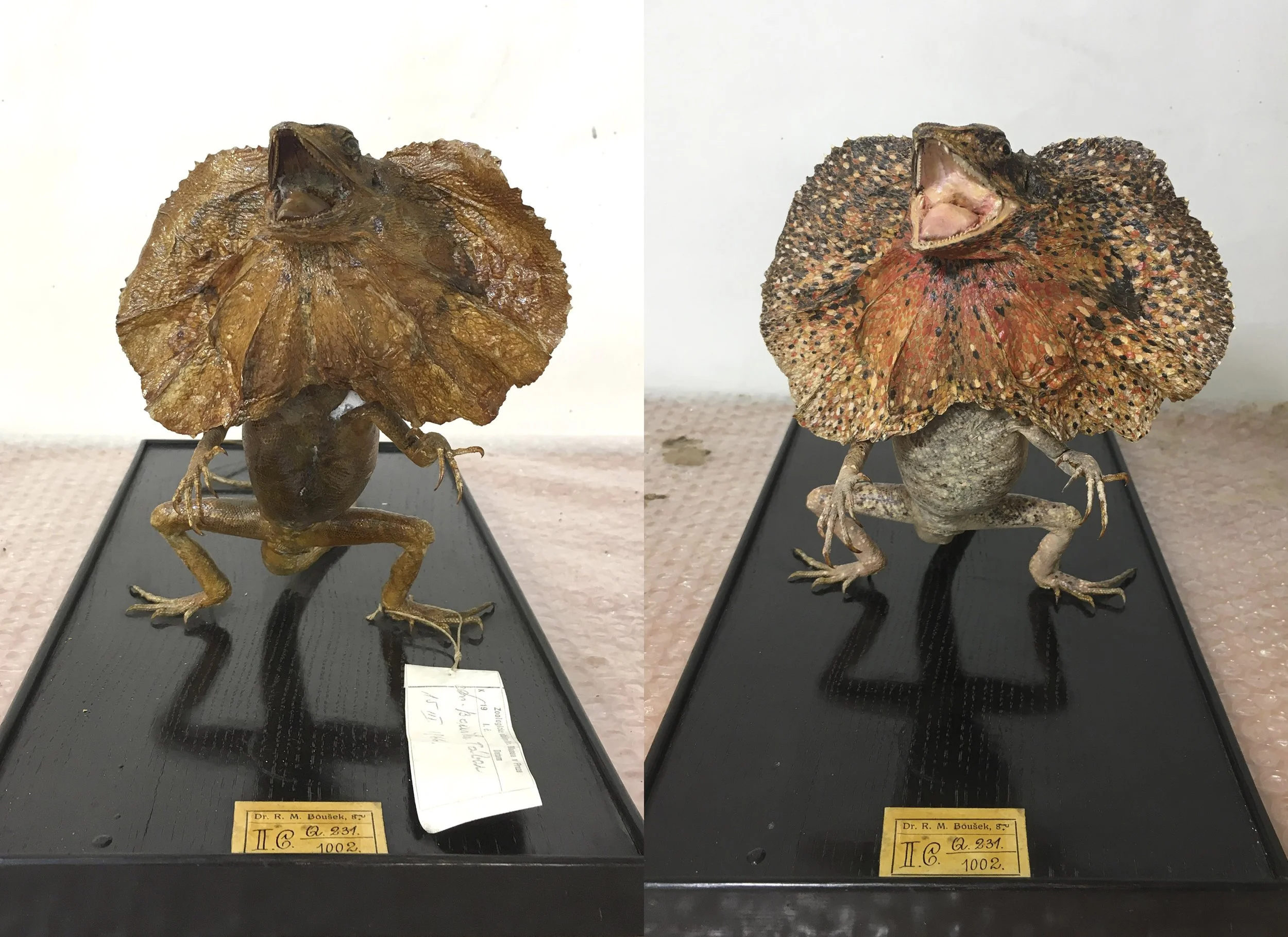 Chlamydosaurus kingi