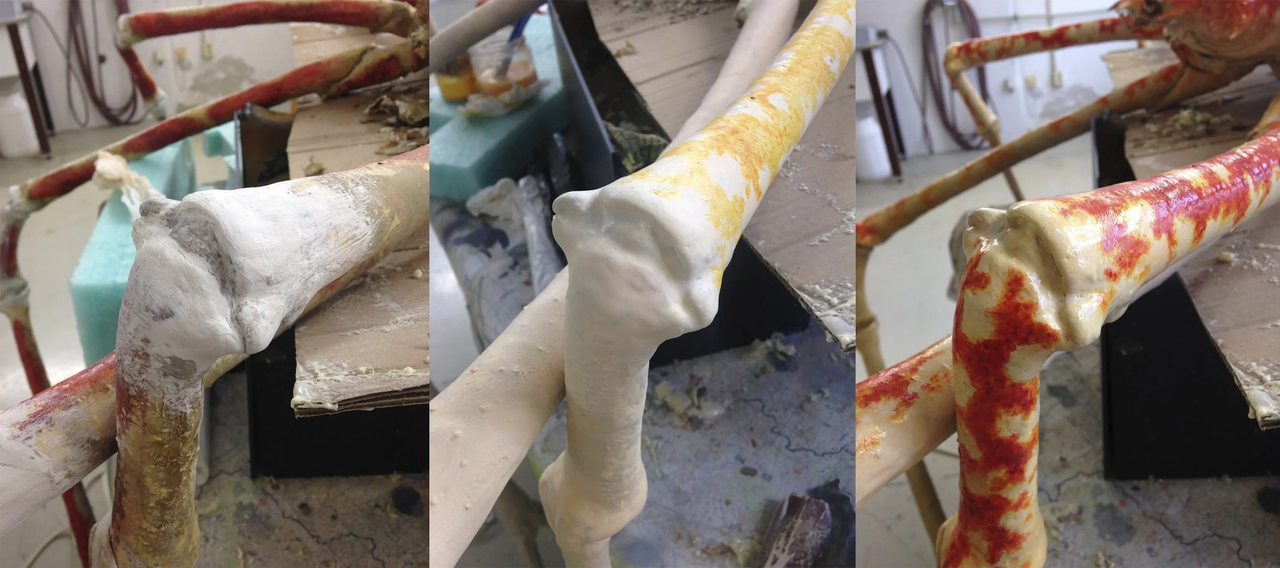 Macrocheria kaempferi