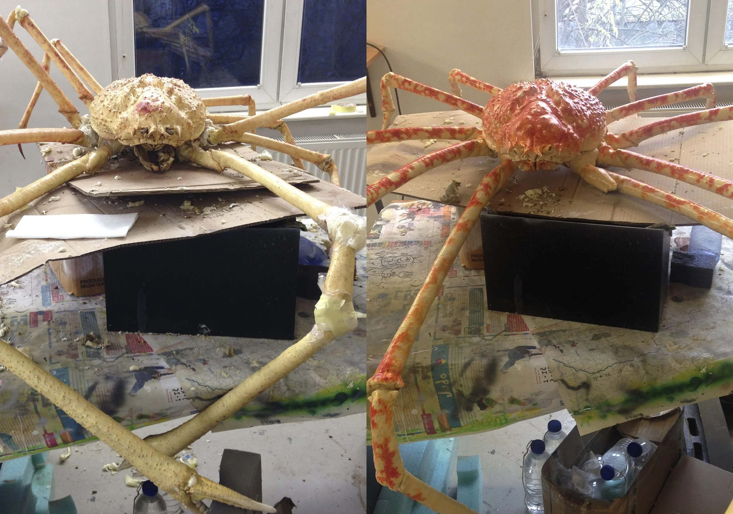 Macrocheria kaempferi