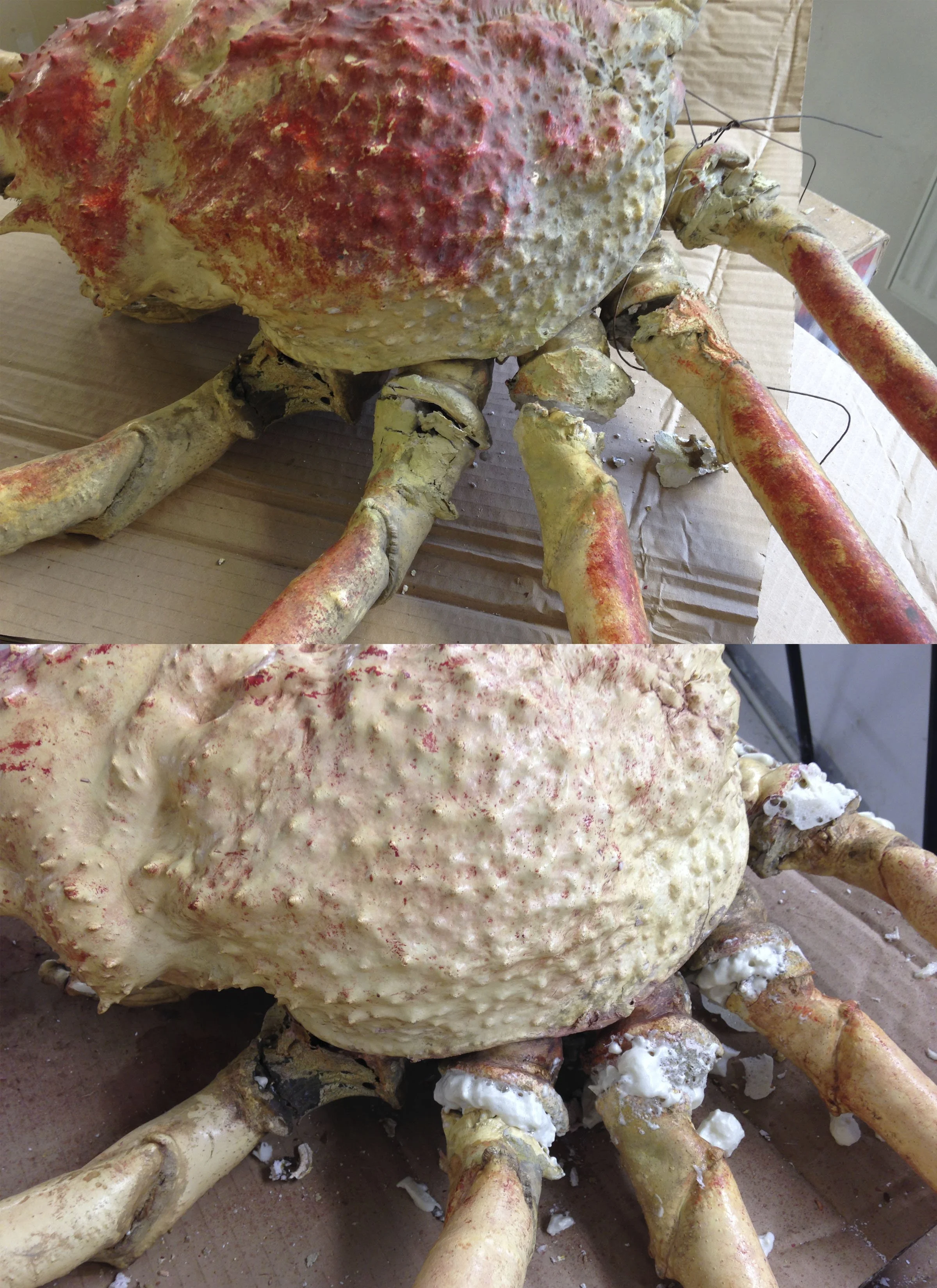 Macrocheria kaempferi