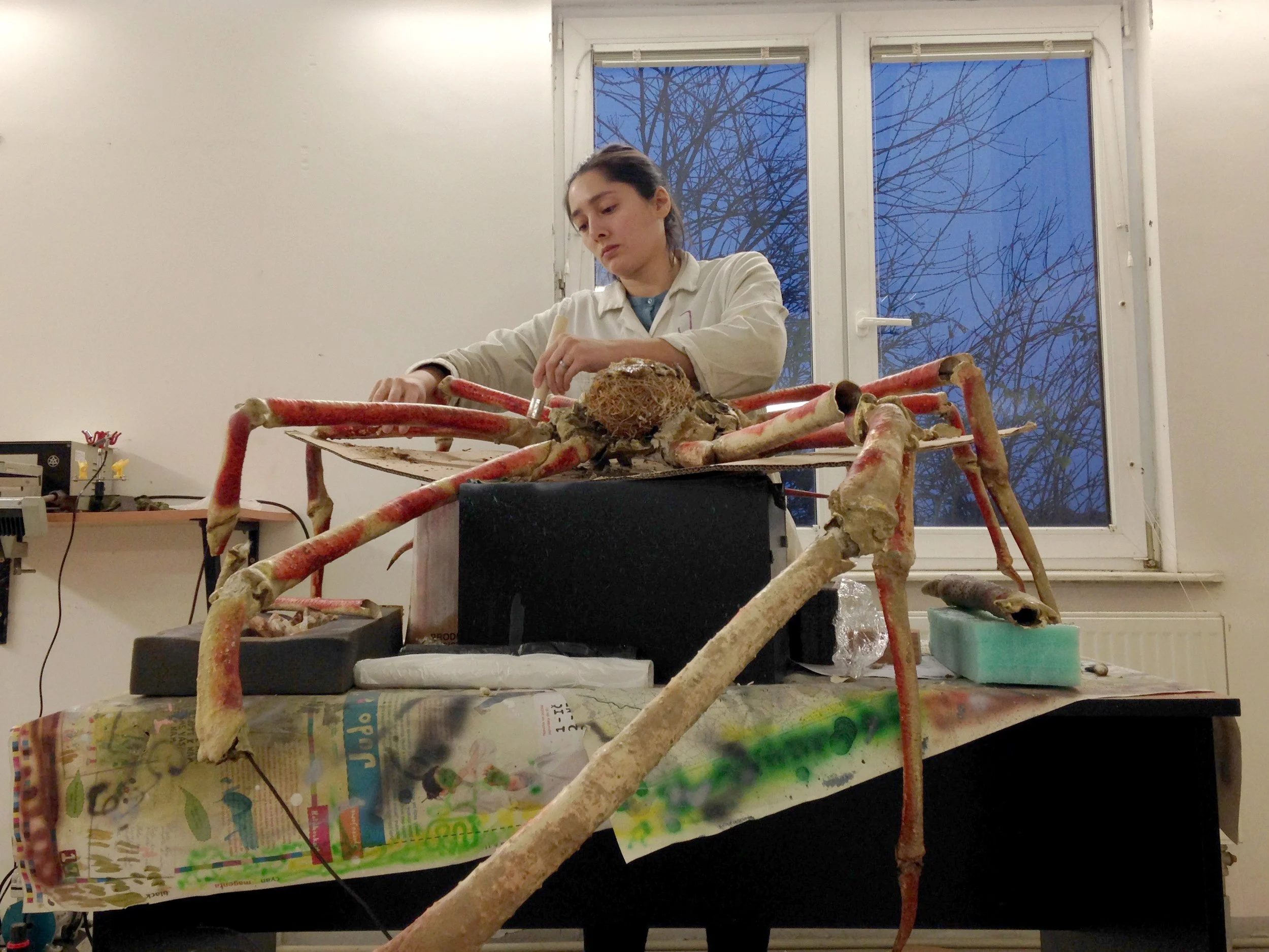 Macrocheria kaempferi