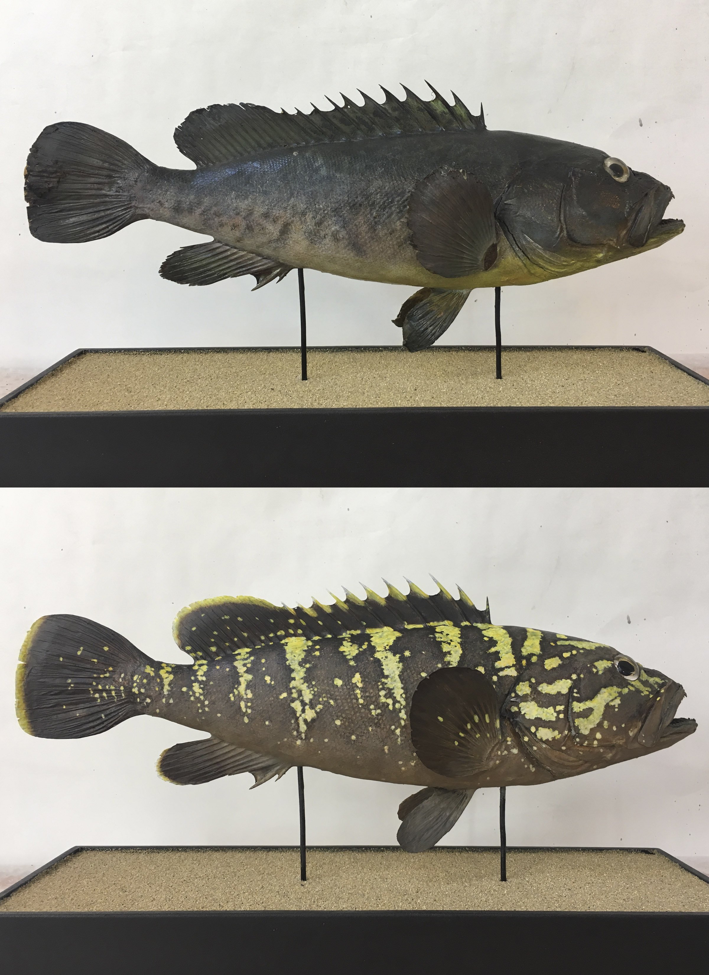 Epinephelus marginatus