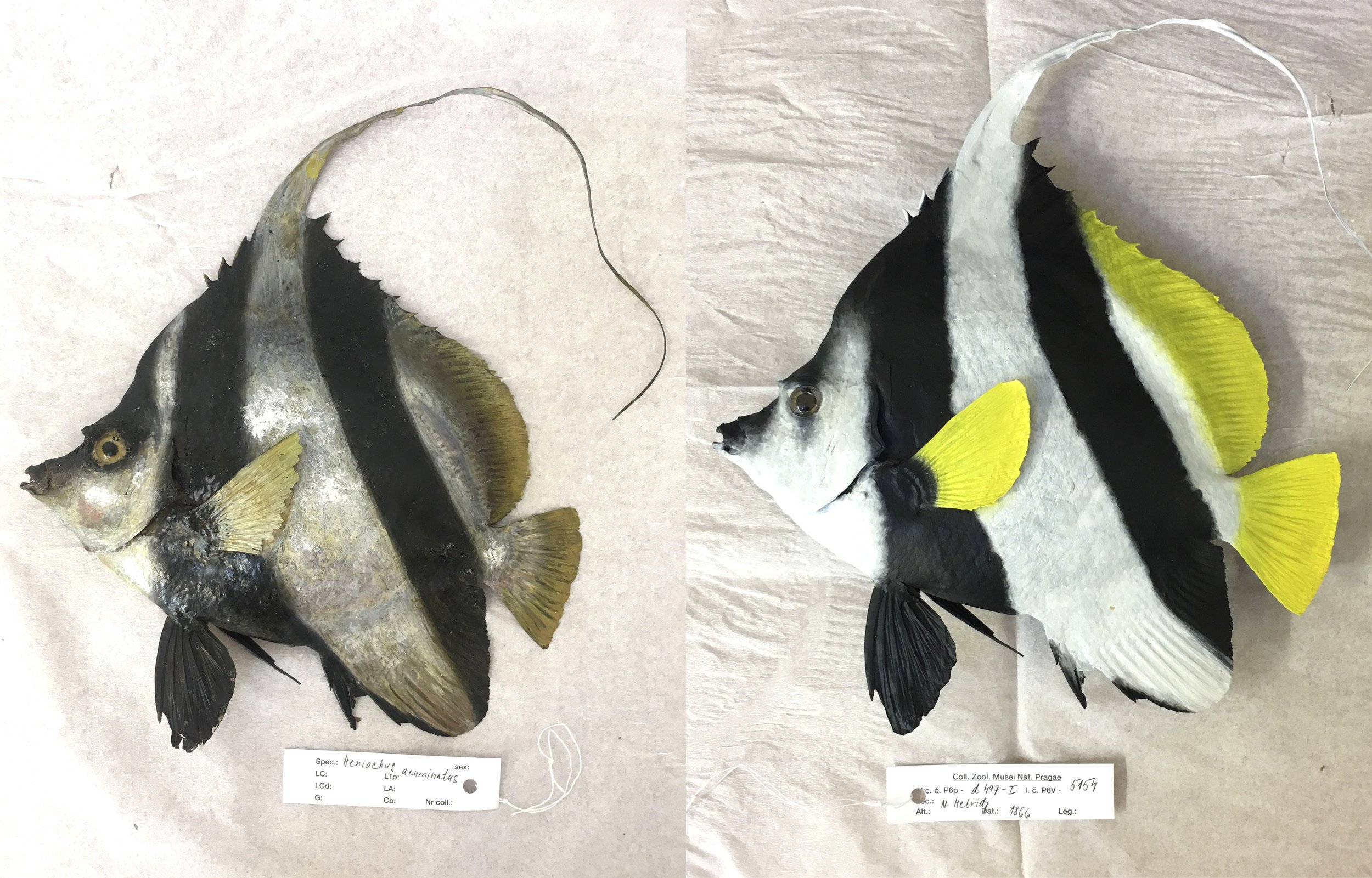 Heniochus acuminatus