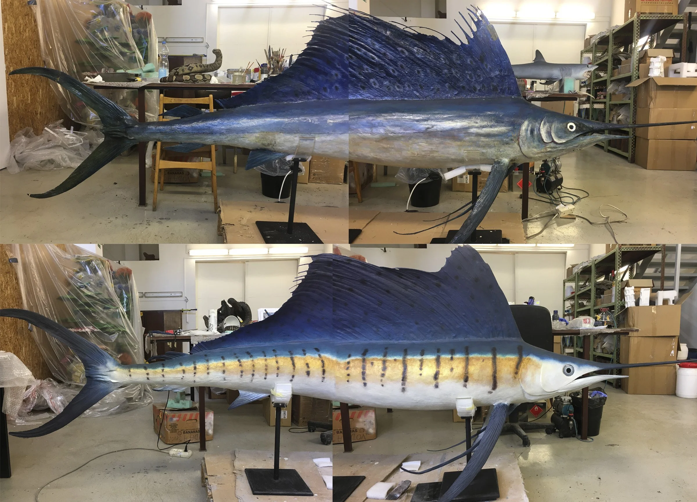 Istiophorus platypterus