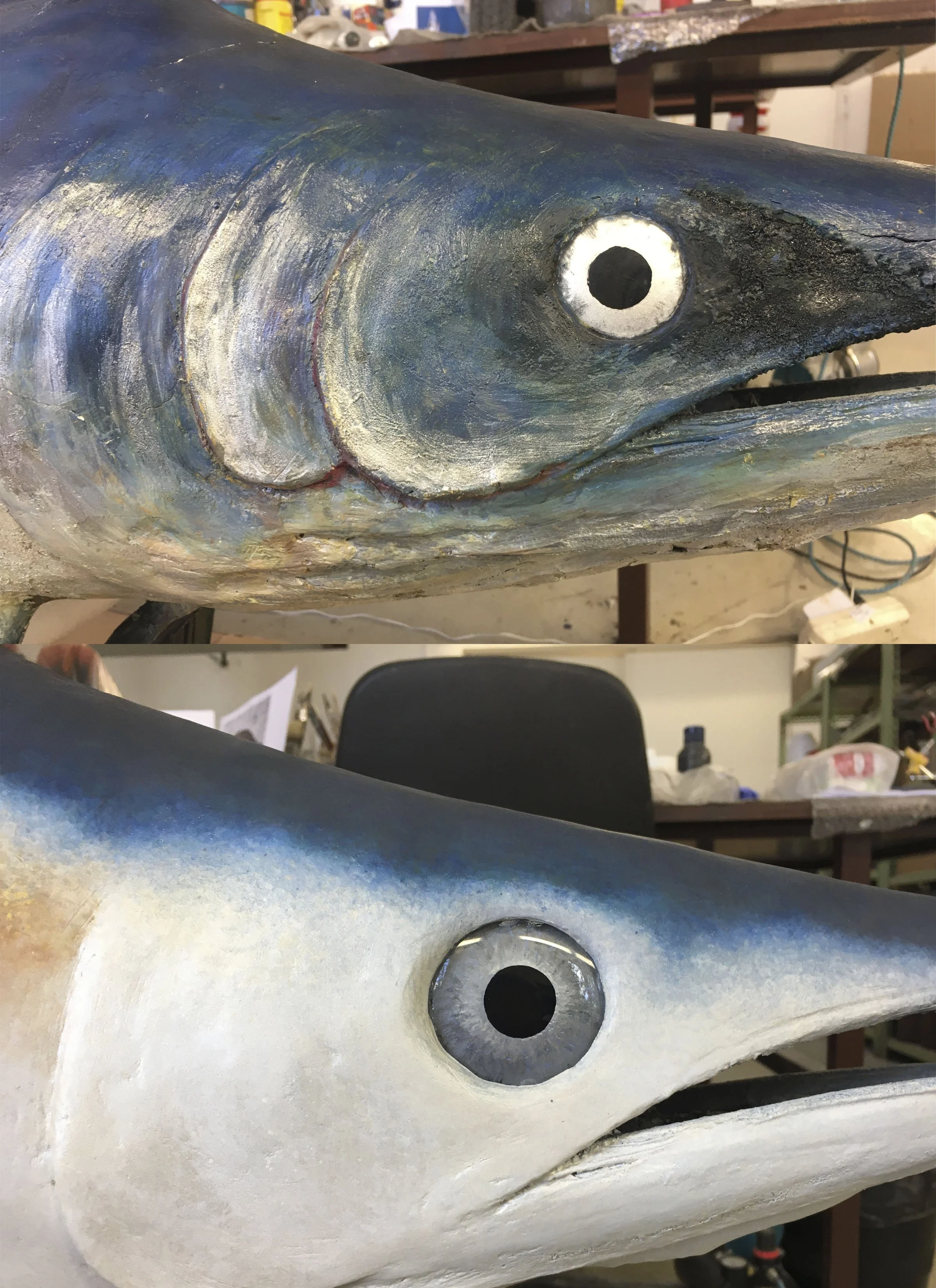 Istiophorus platypterus