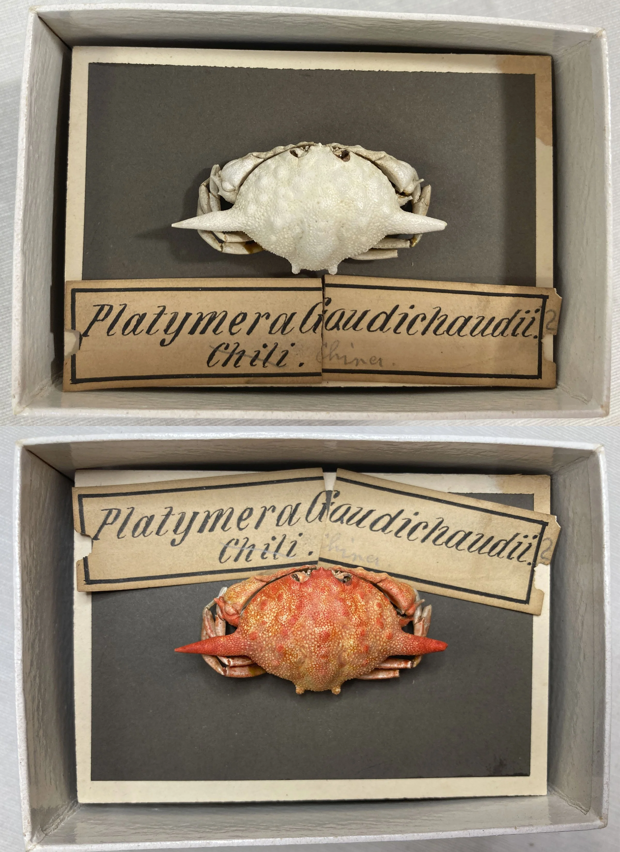 Platymera gaudichaudii