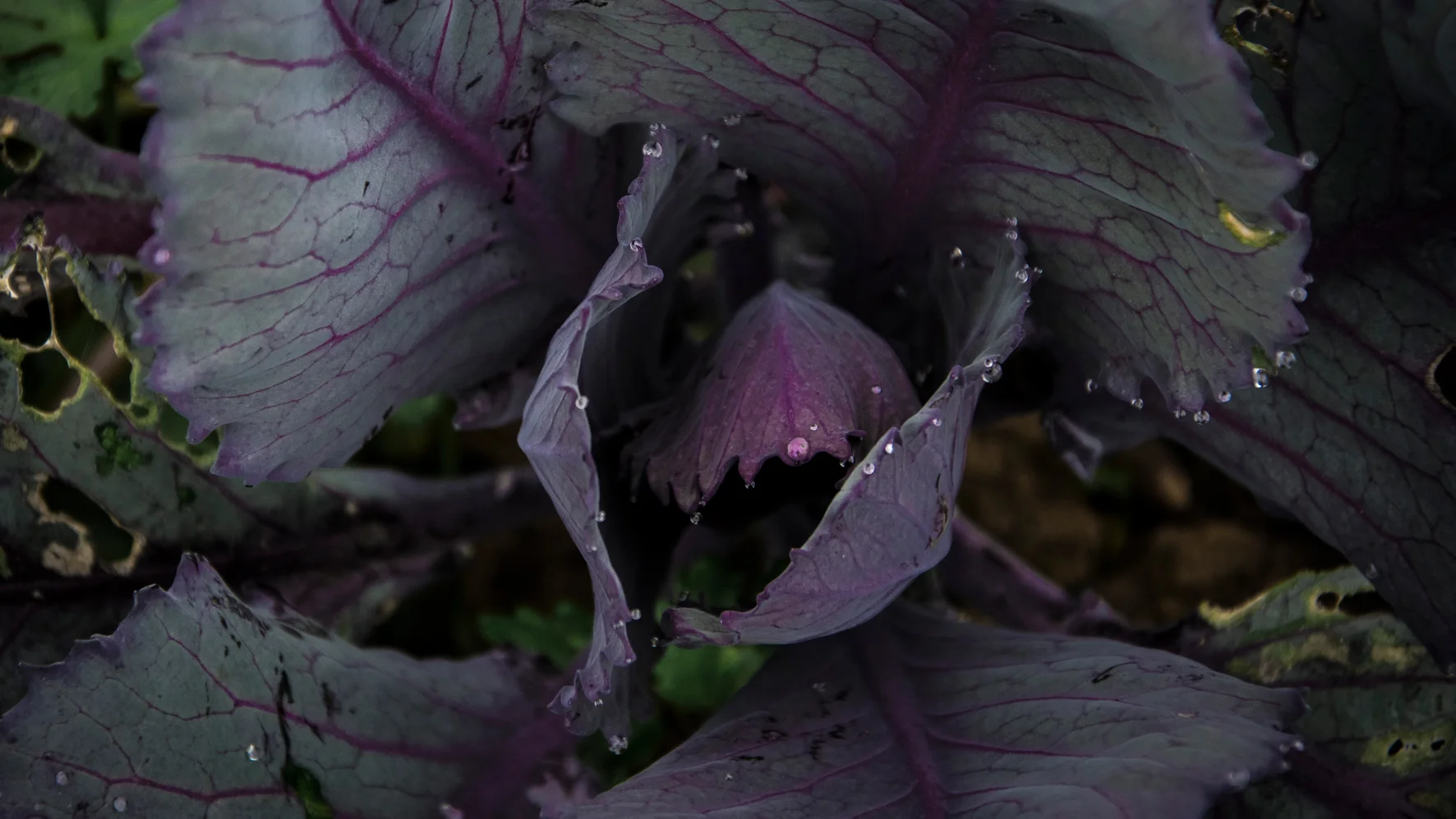 Vom Blatt bis zur Wurzel