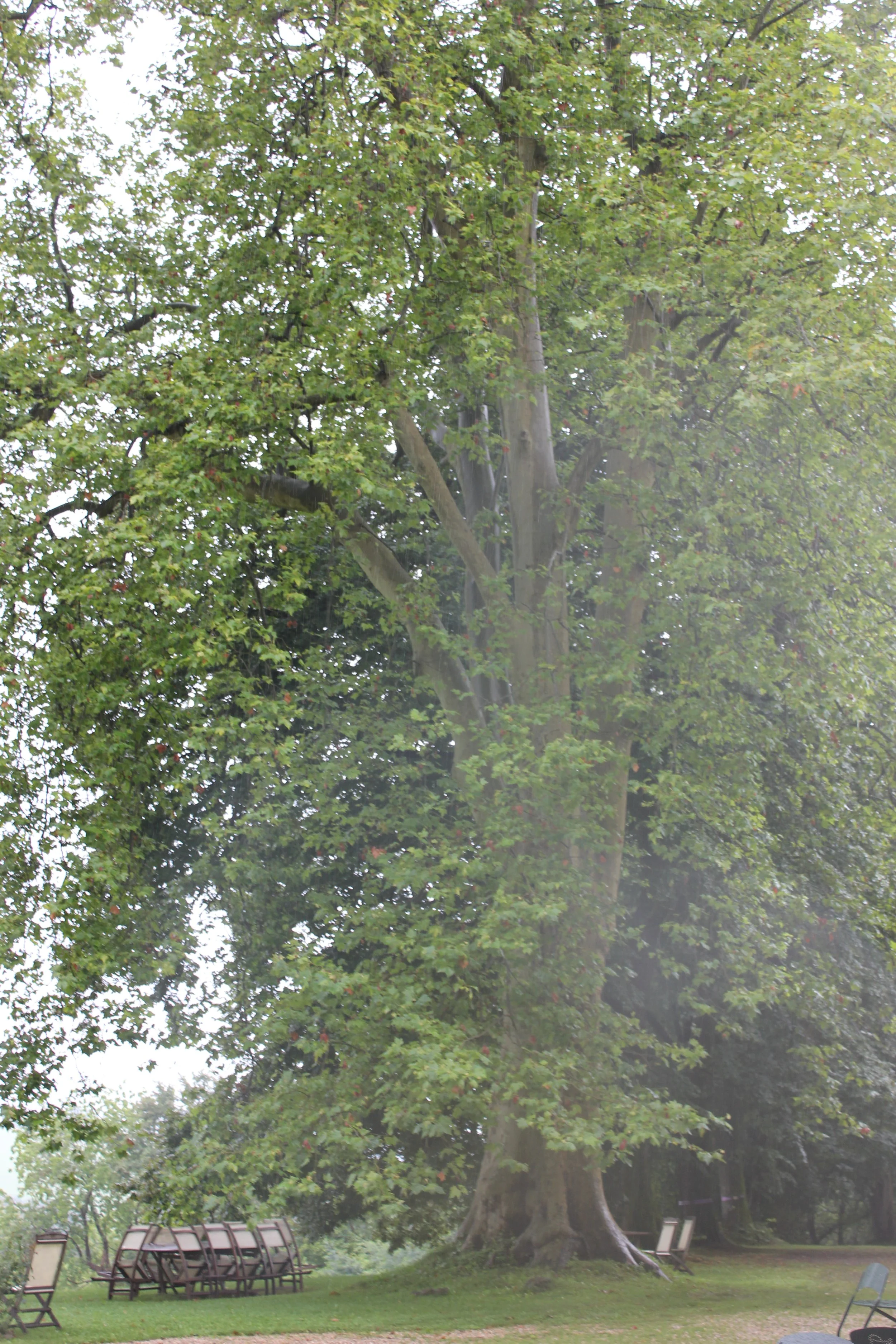 Unter der Platane II