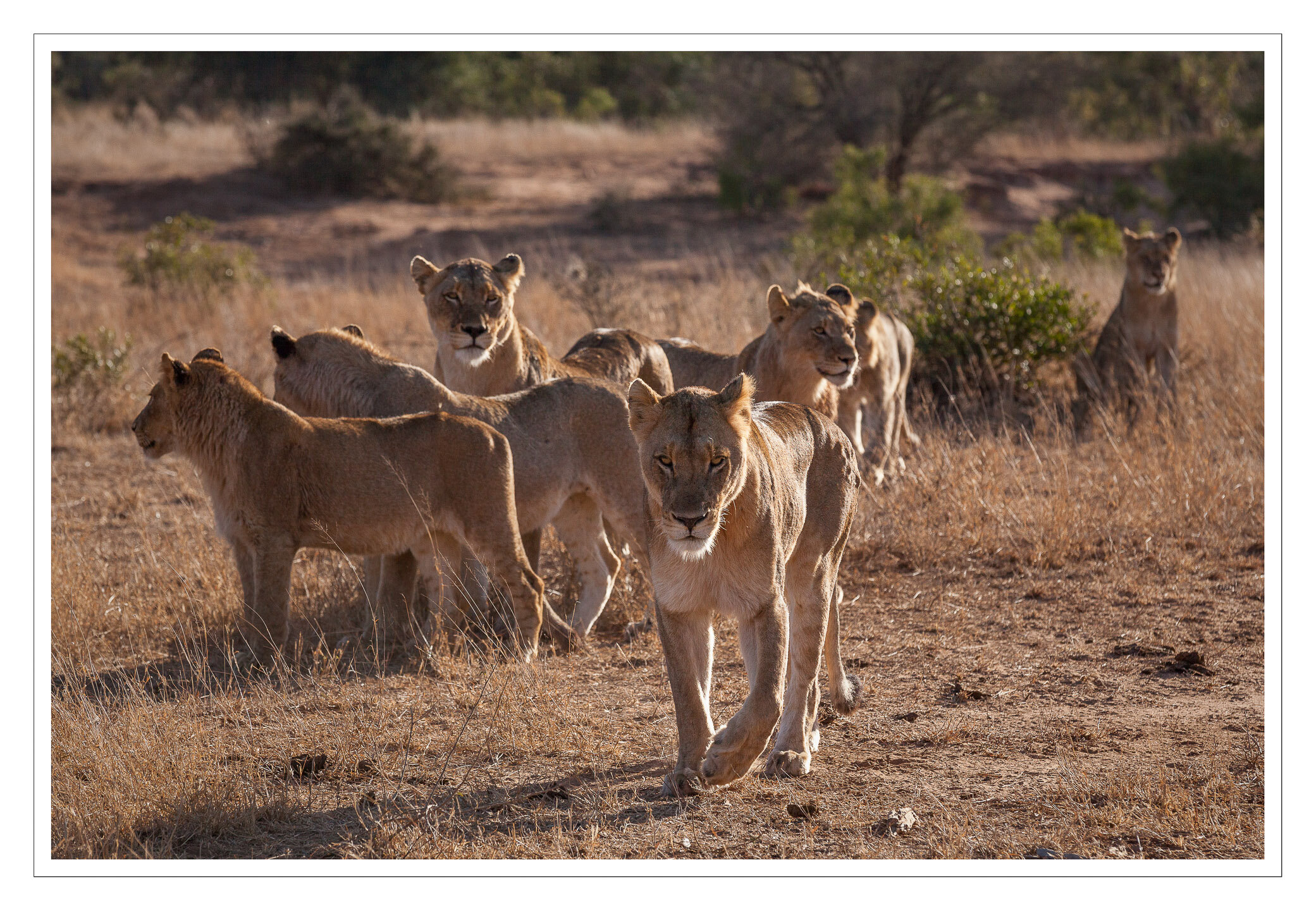 A pride of lions