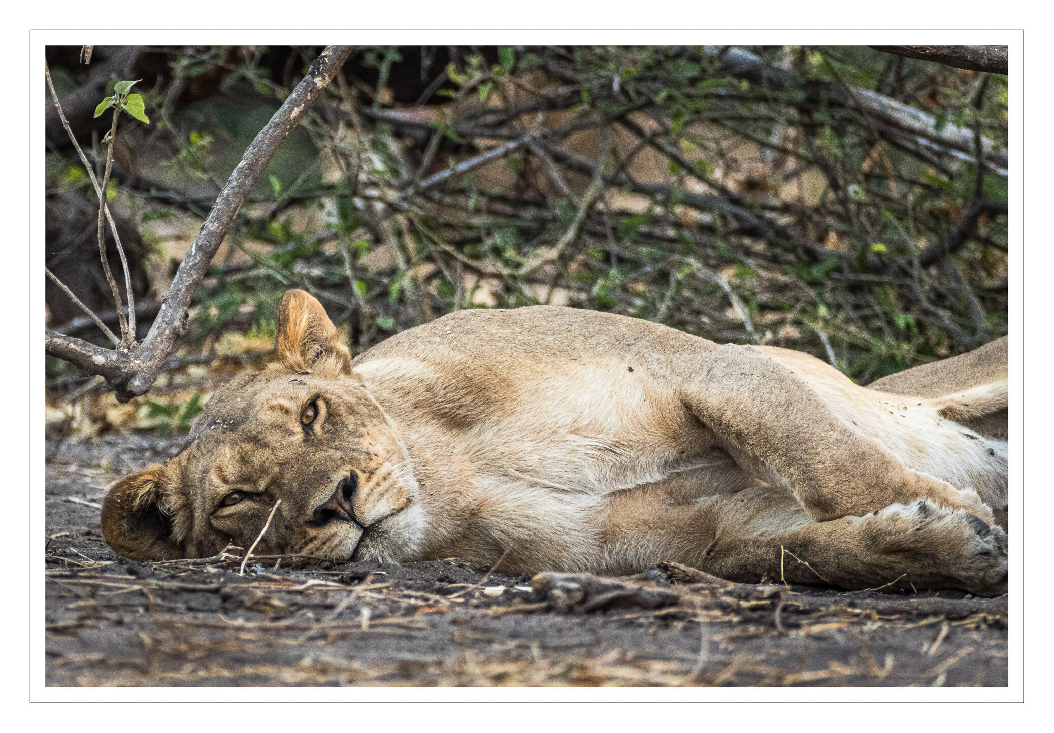 Lioness resting in the heat of the day