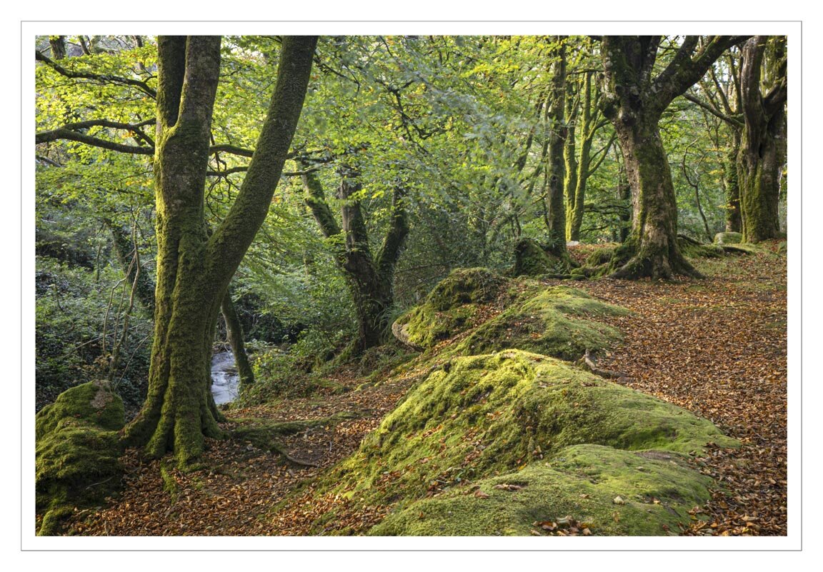 Trevalour Woods, Penzance