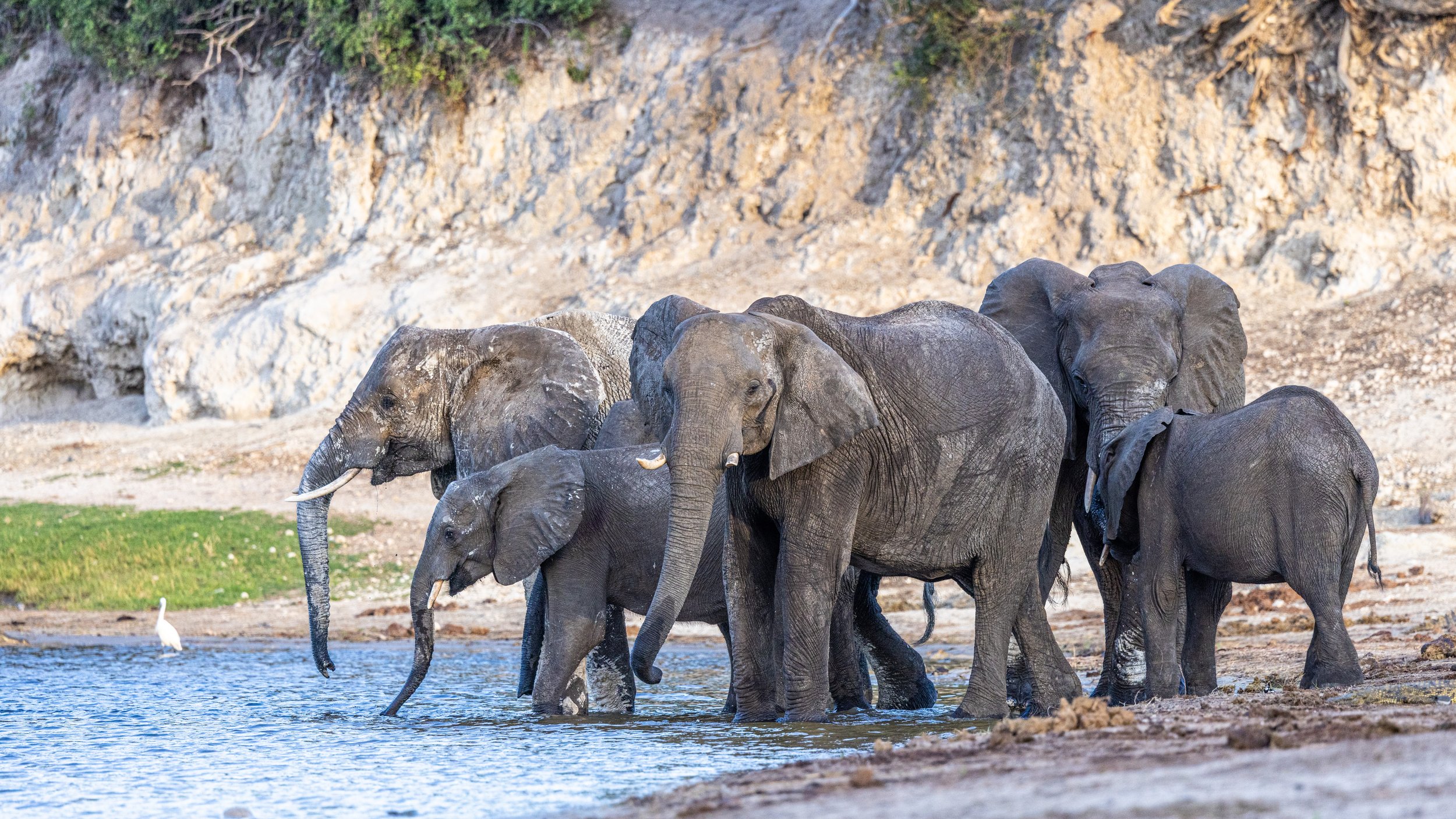 Elephants drinking
