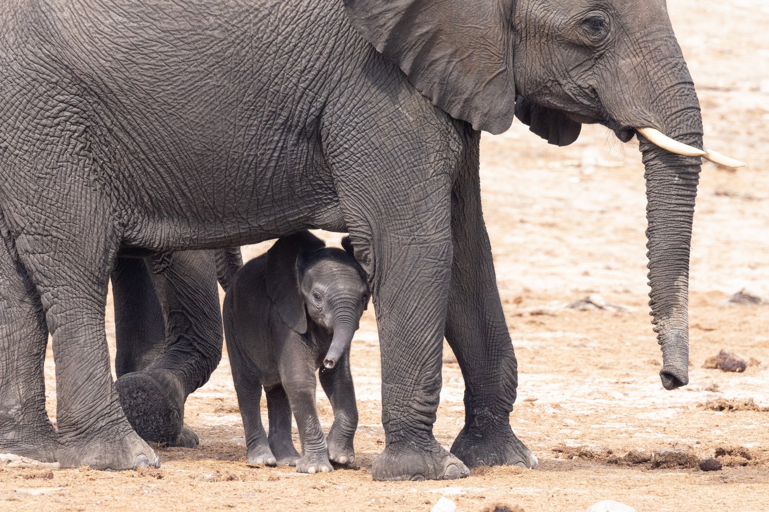 Baby elephant hiding under mothers
