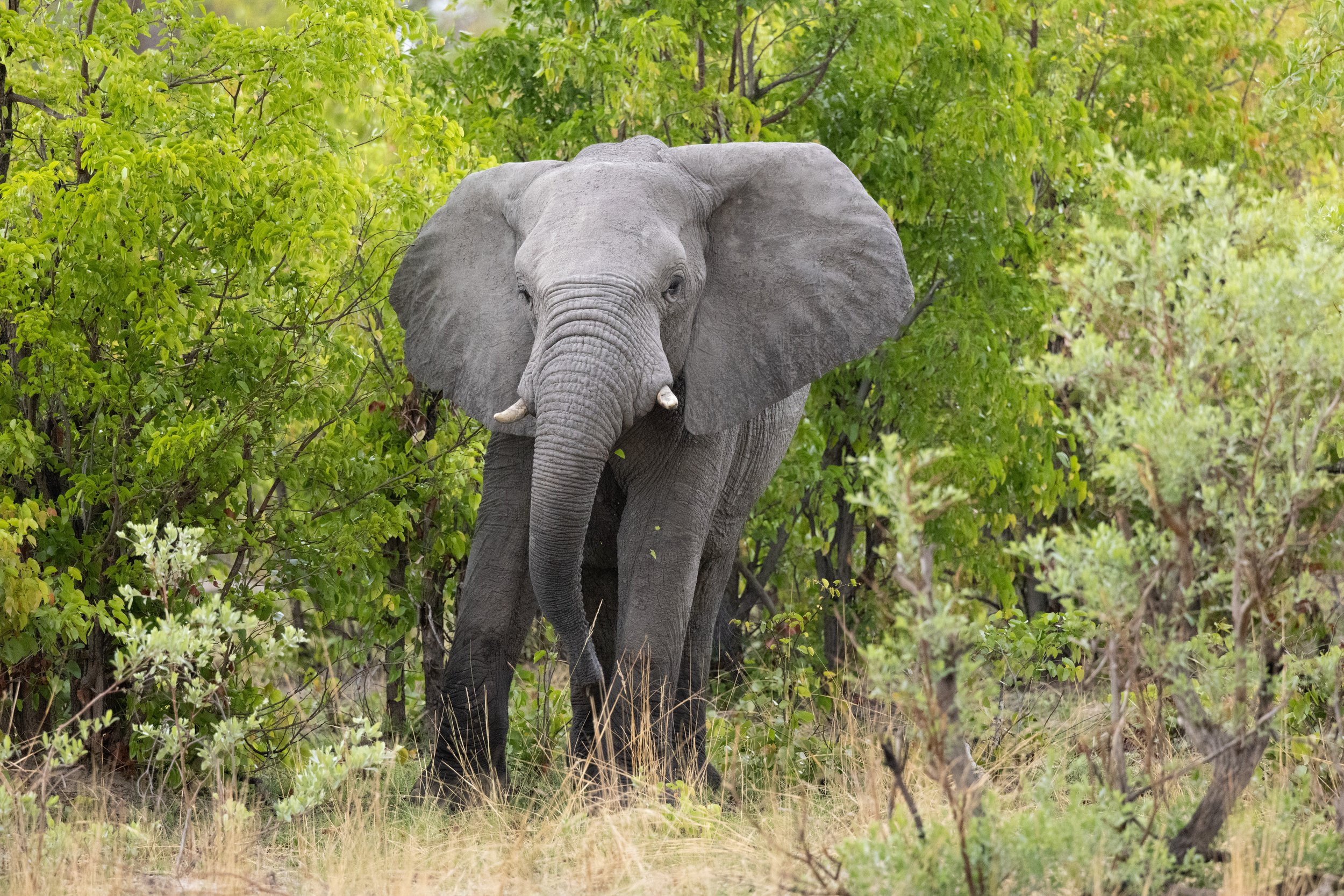 Elephant in the green