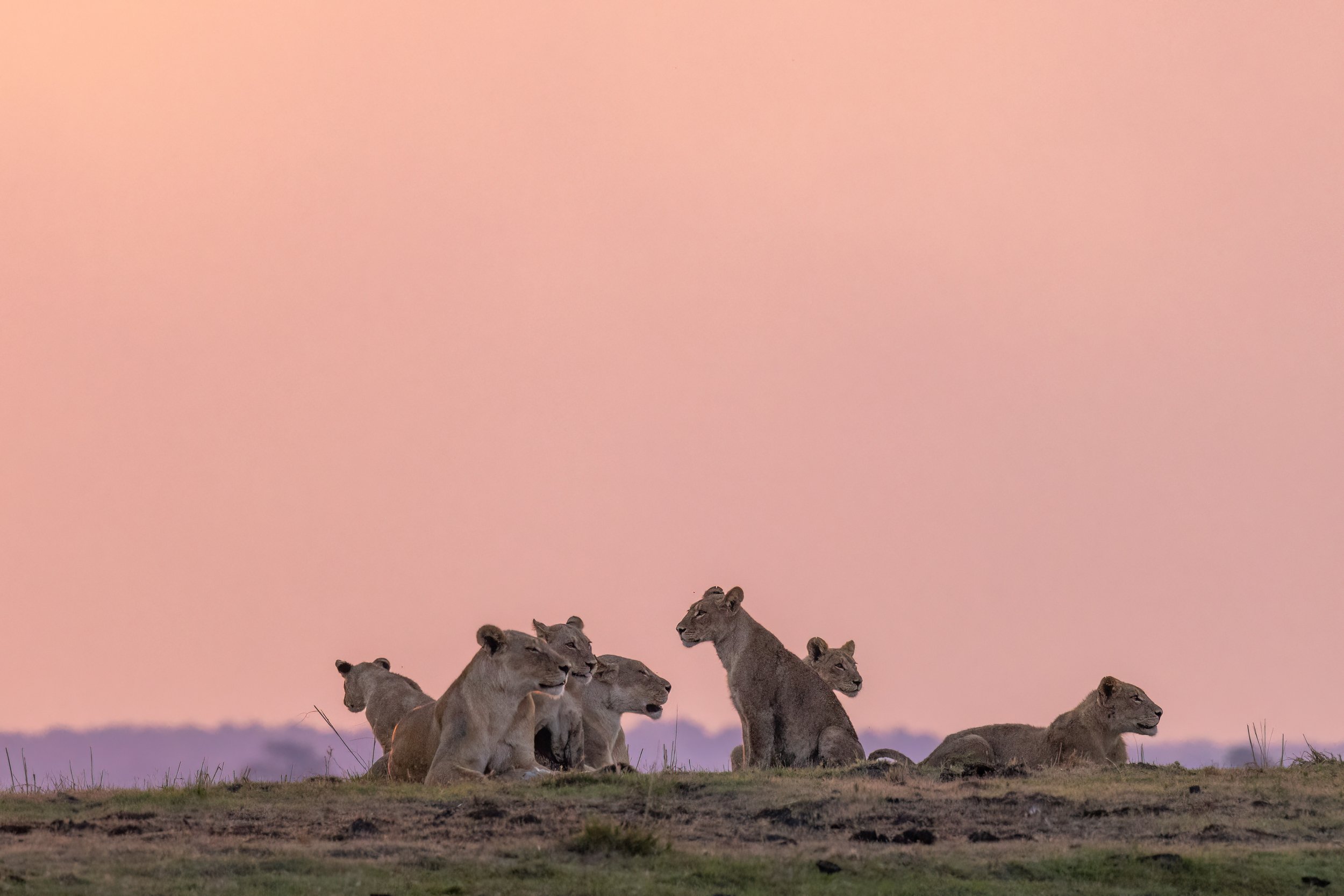 Pride of lions in the setting sun