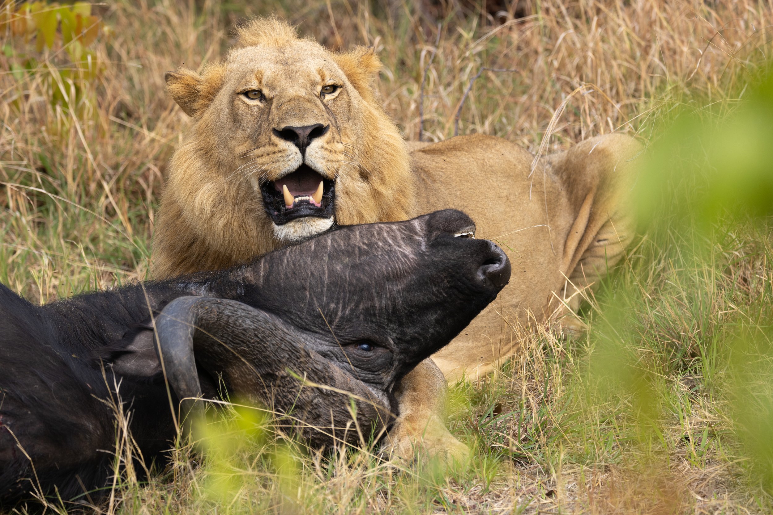 Lion with prey