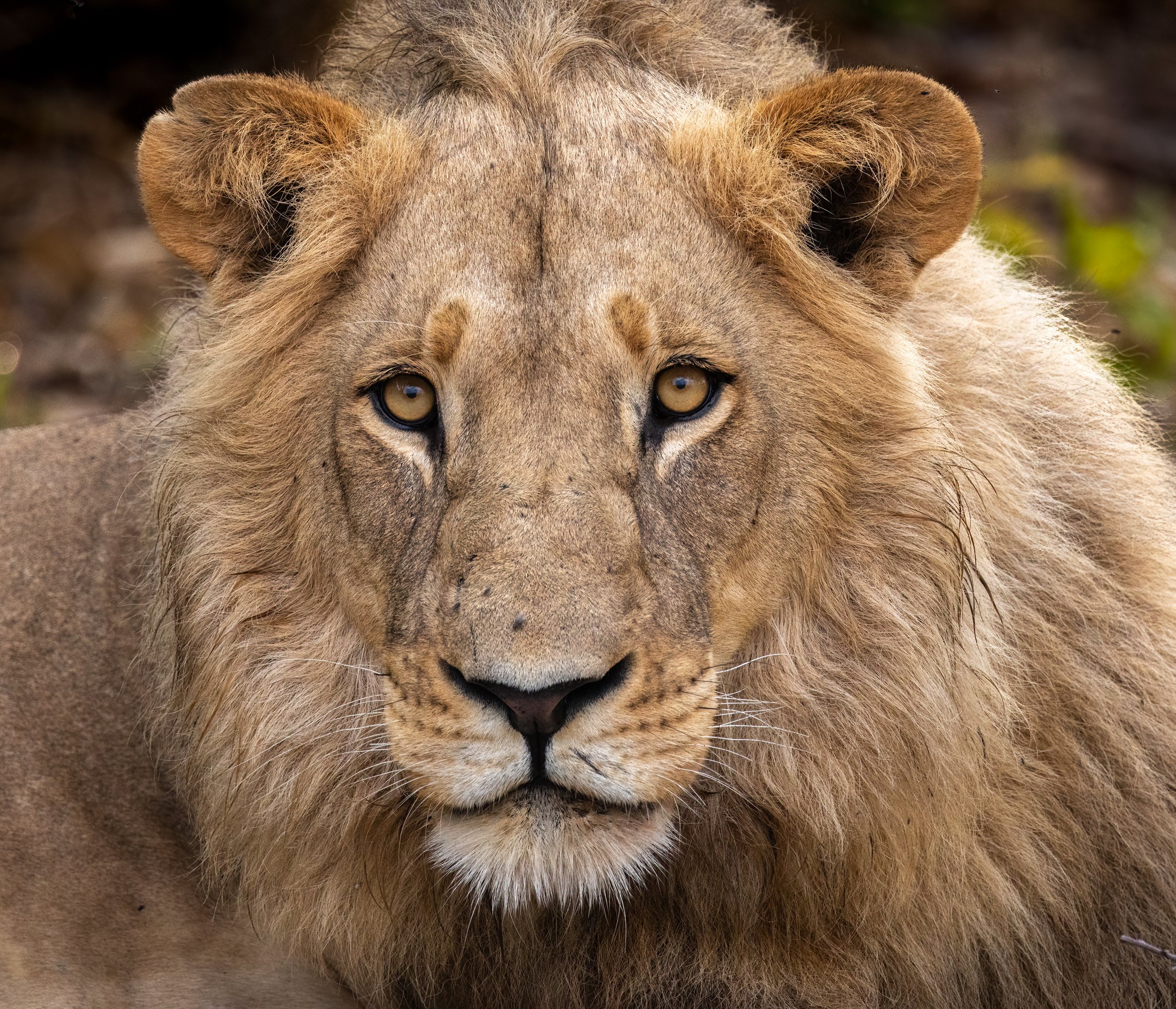 Portrait of a lion