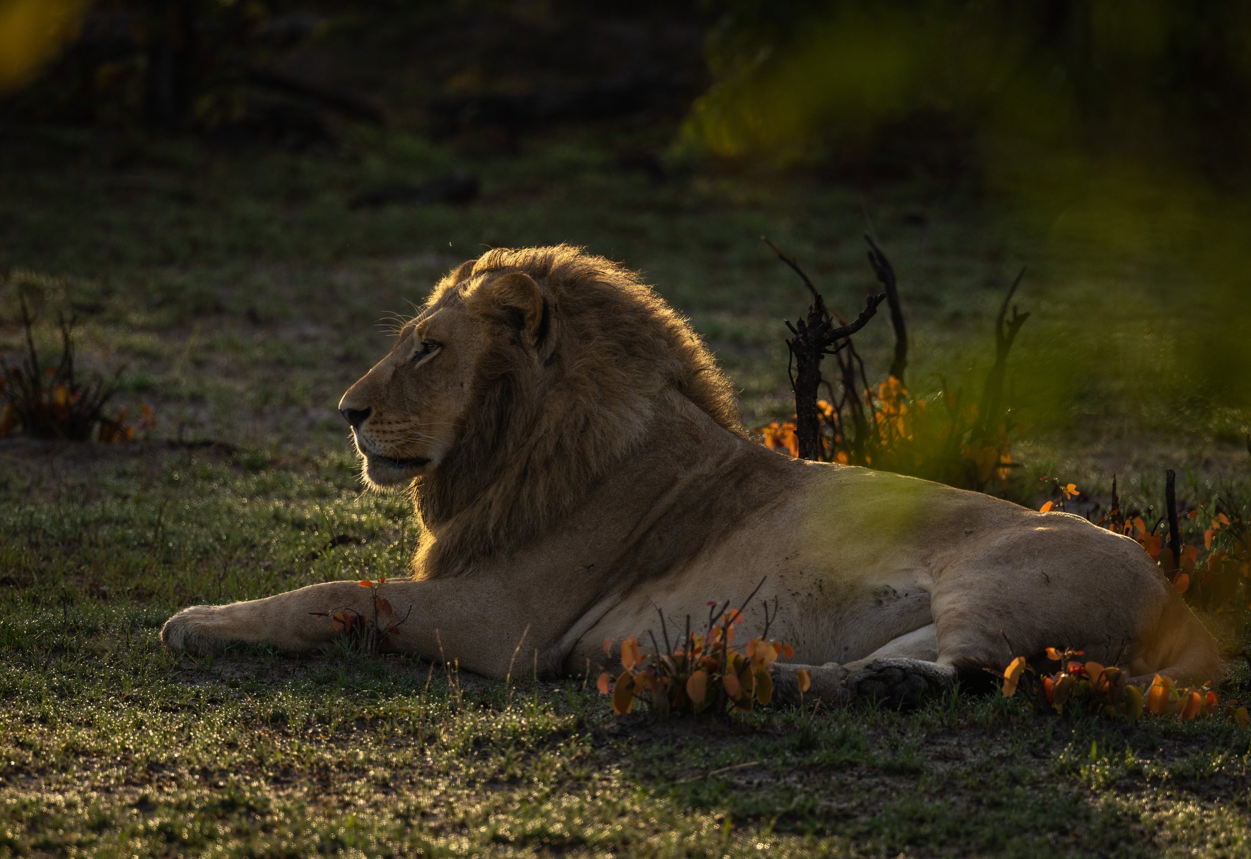 Back lit lion portrait