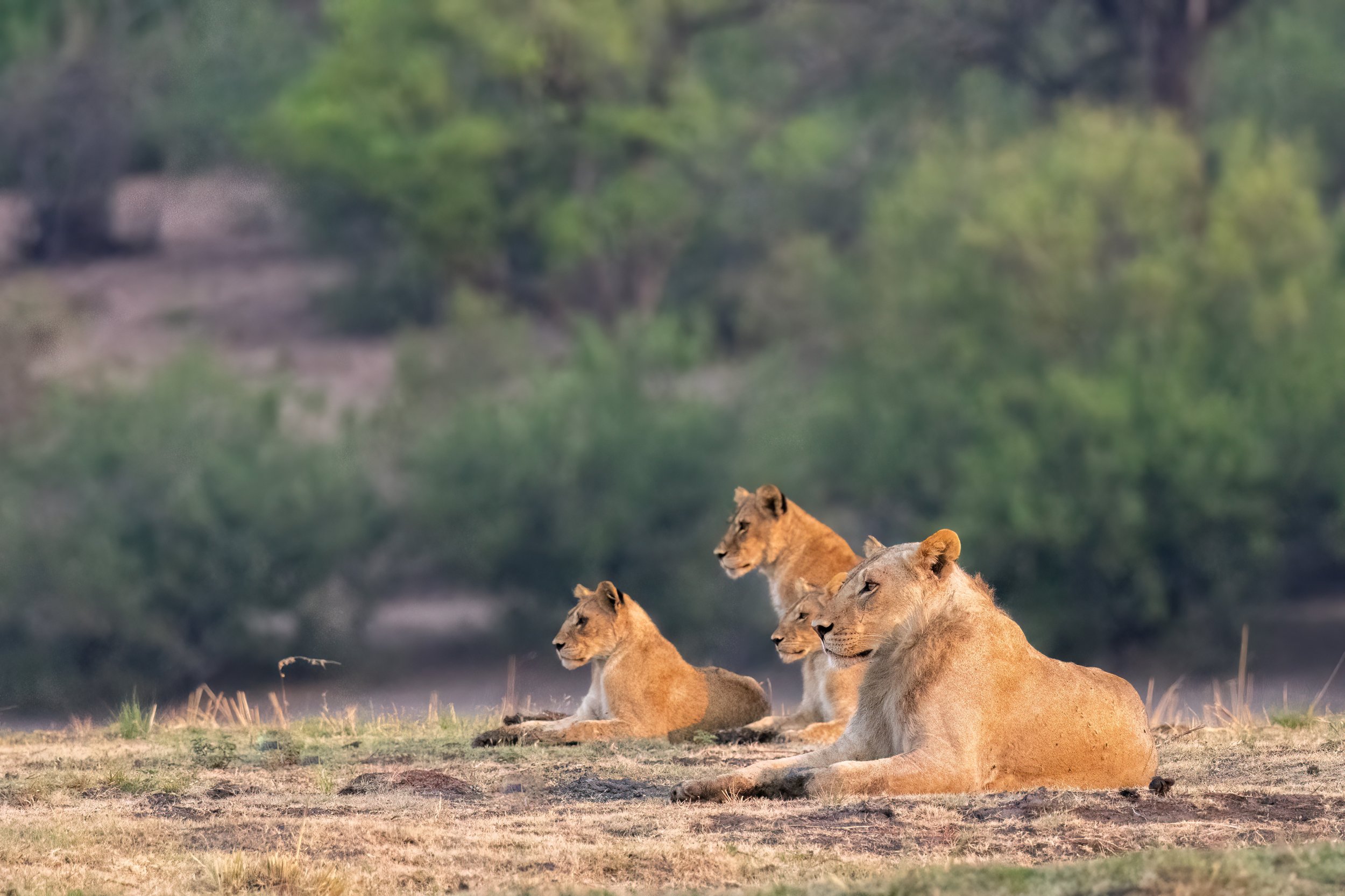 Pride of lions at sunset