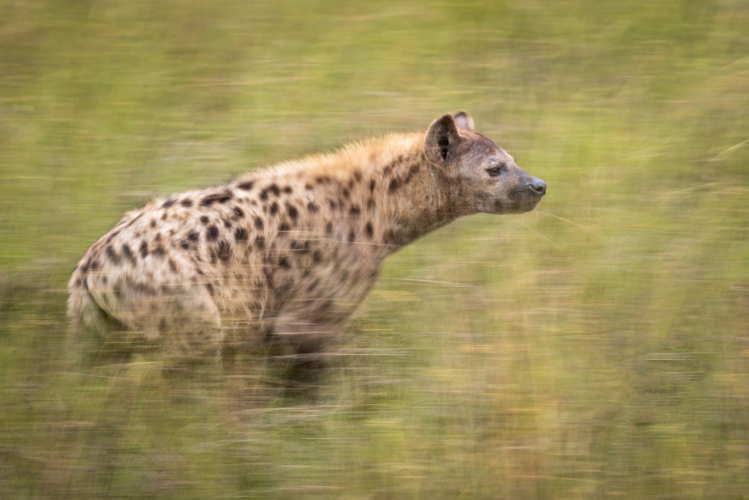 hyena on the move