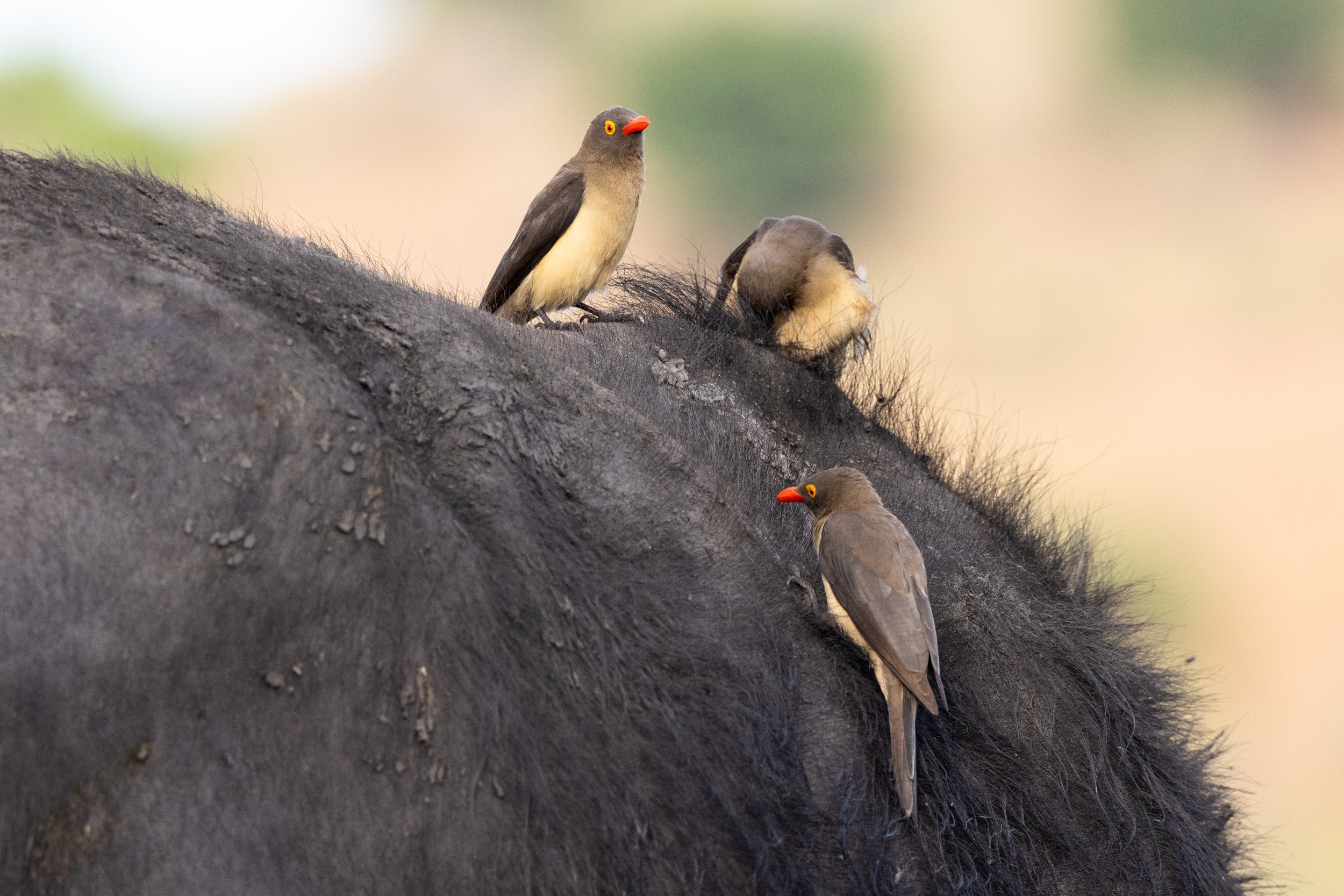 Red billed oxpeckers on buffalo