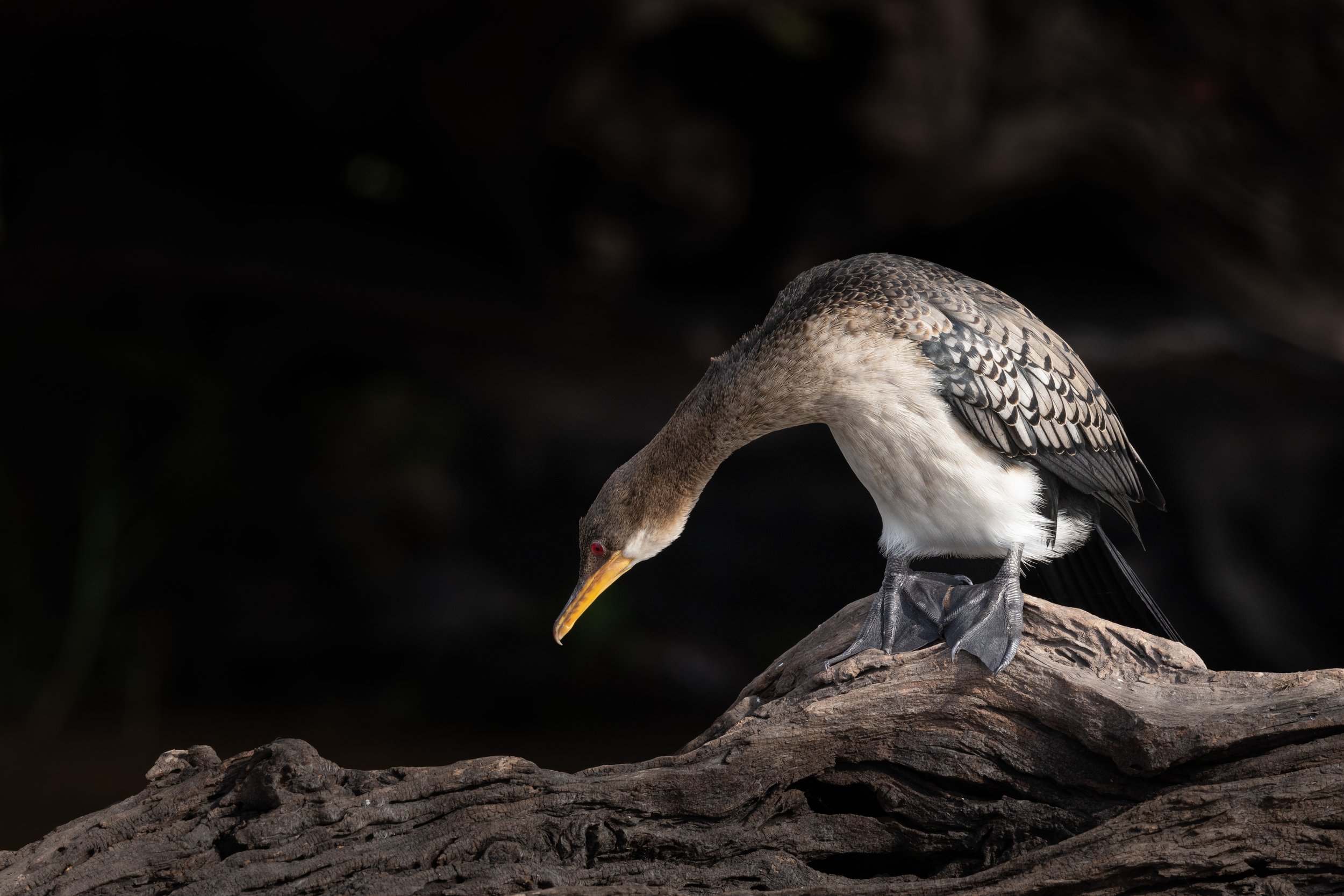 Reed Cormorant