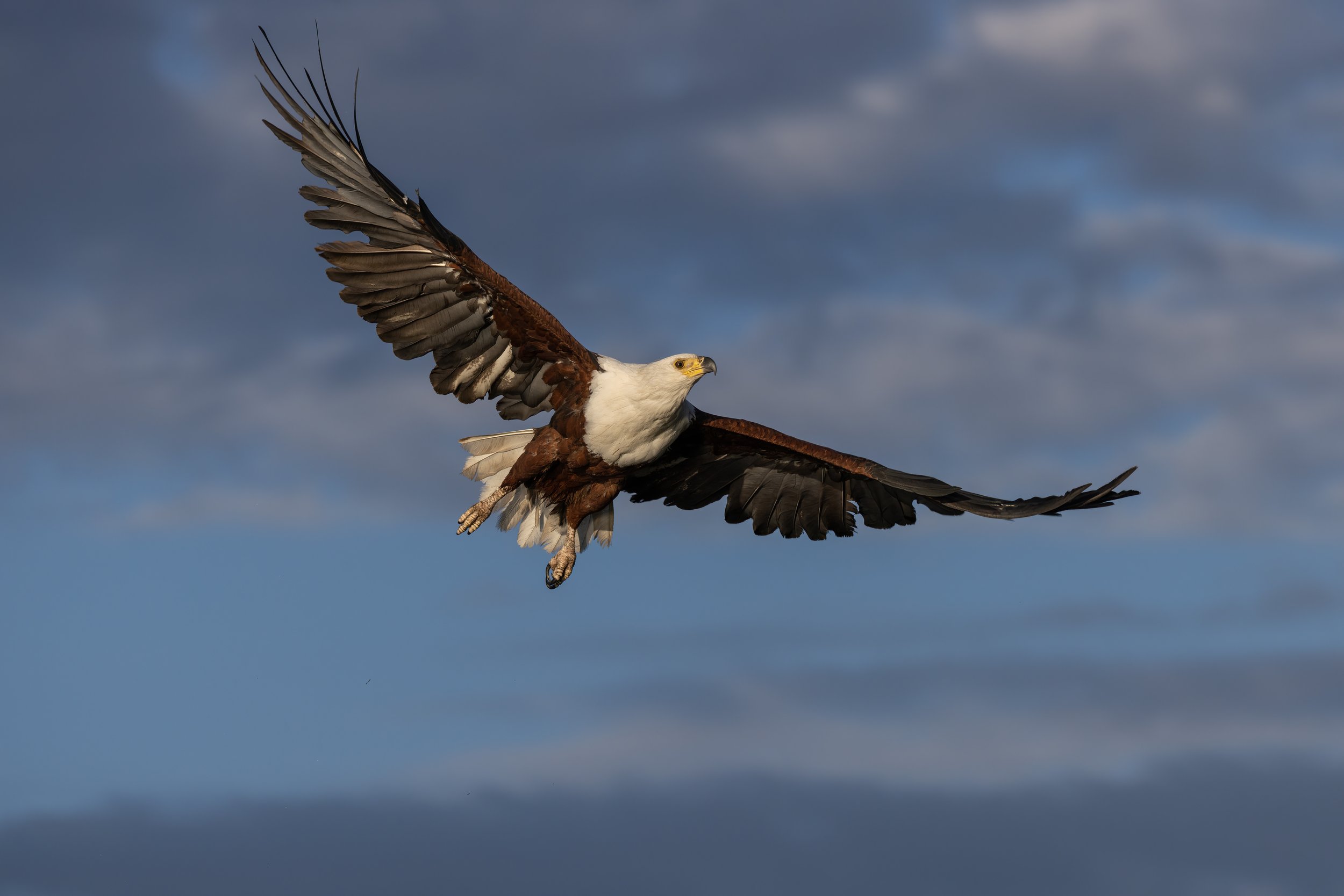 Fish eagle in flight