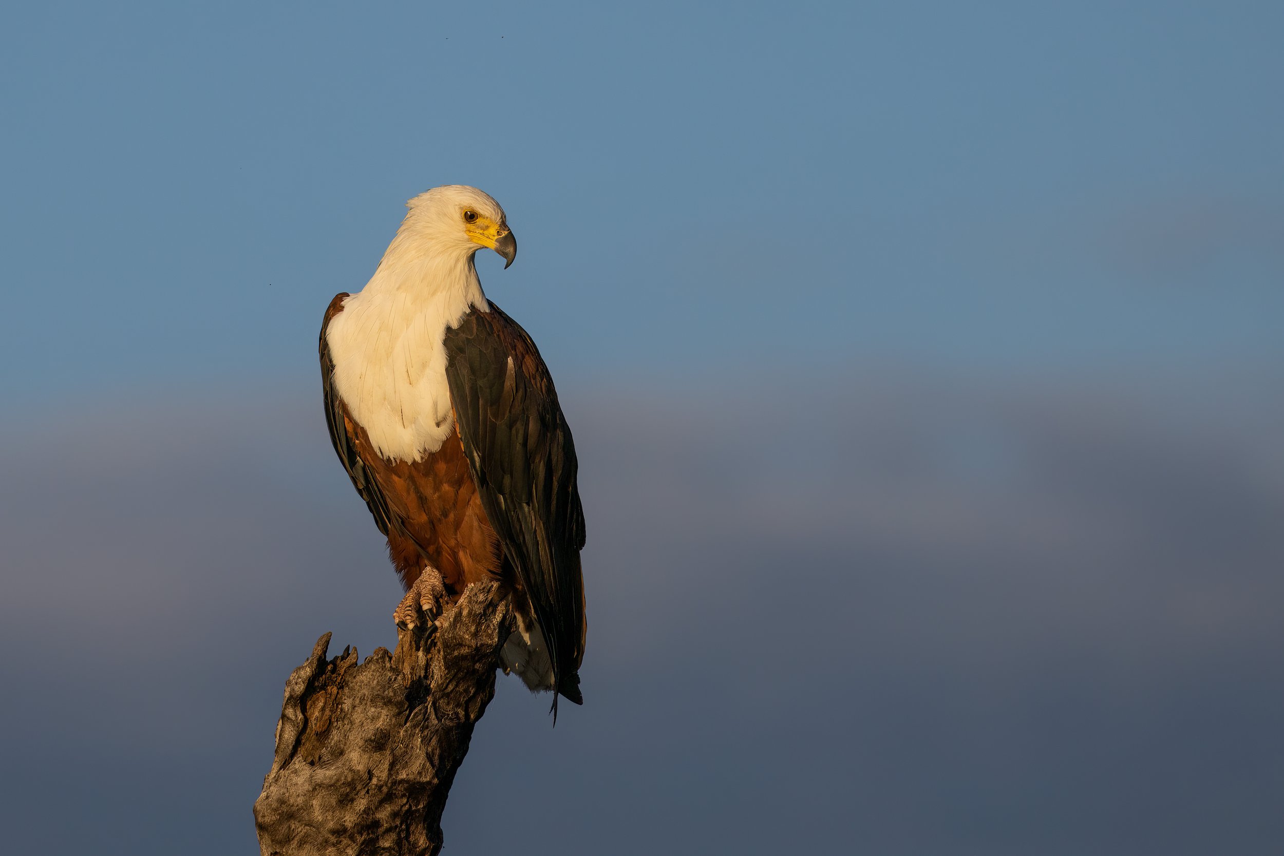 Fish Eagle, Chobe River, Botswana