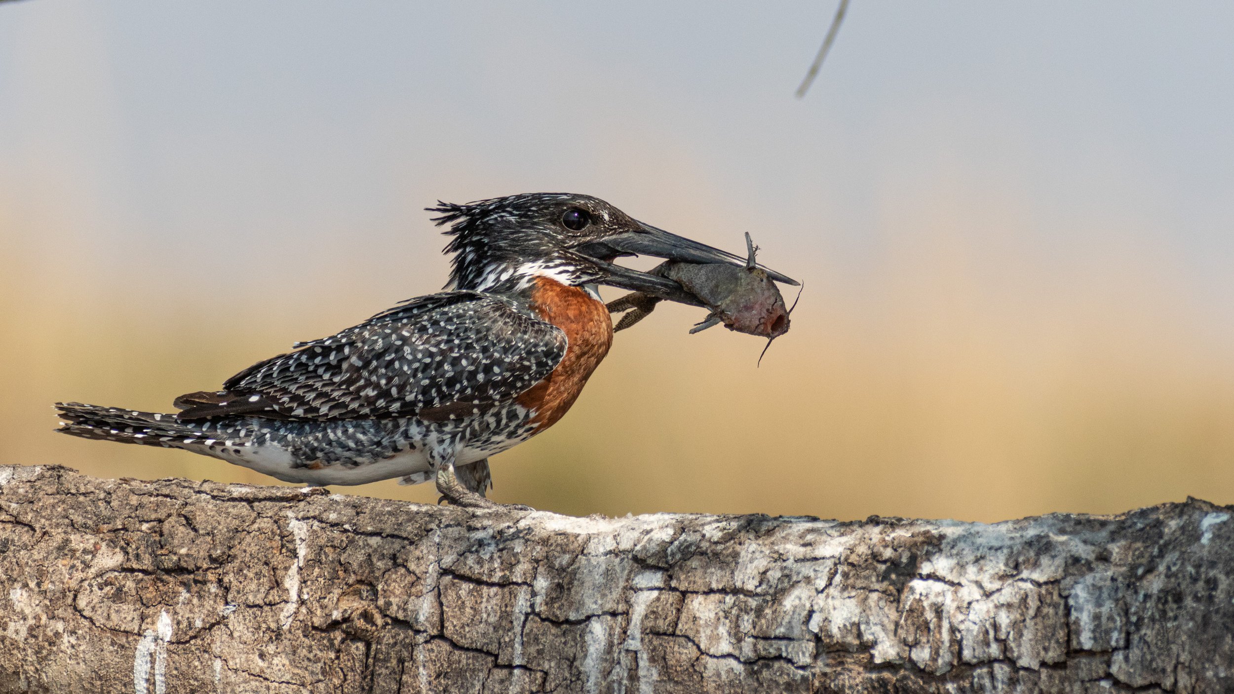 Giant Kingfisher with fish