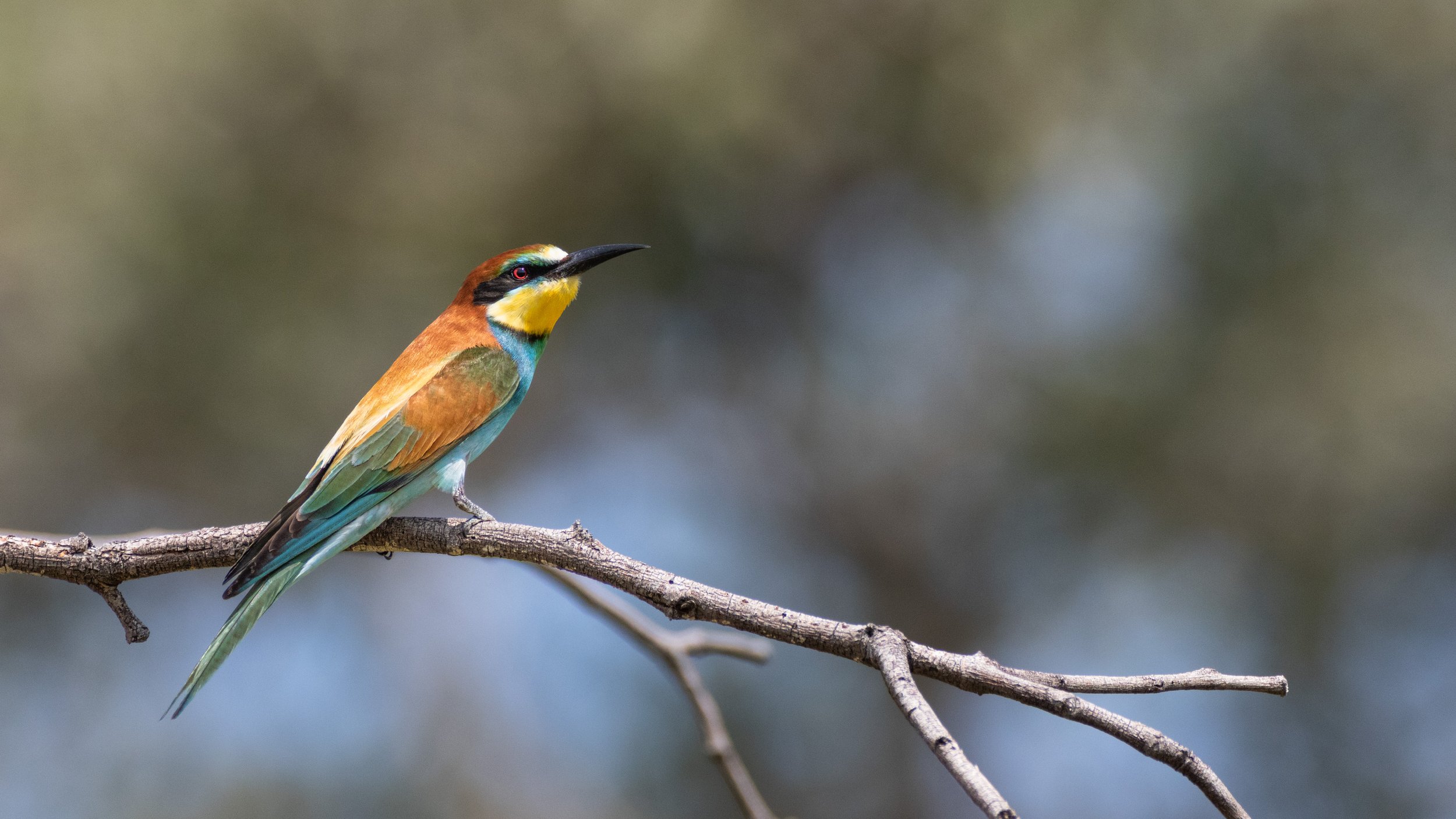 European Bee eater