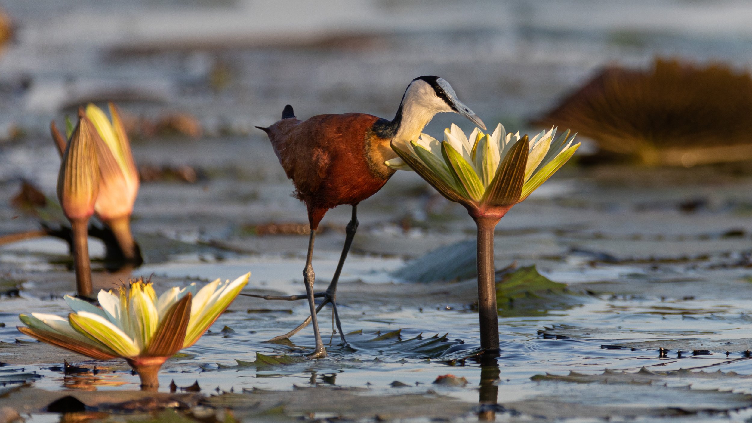 African Jacana on Water Lilly