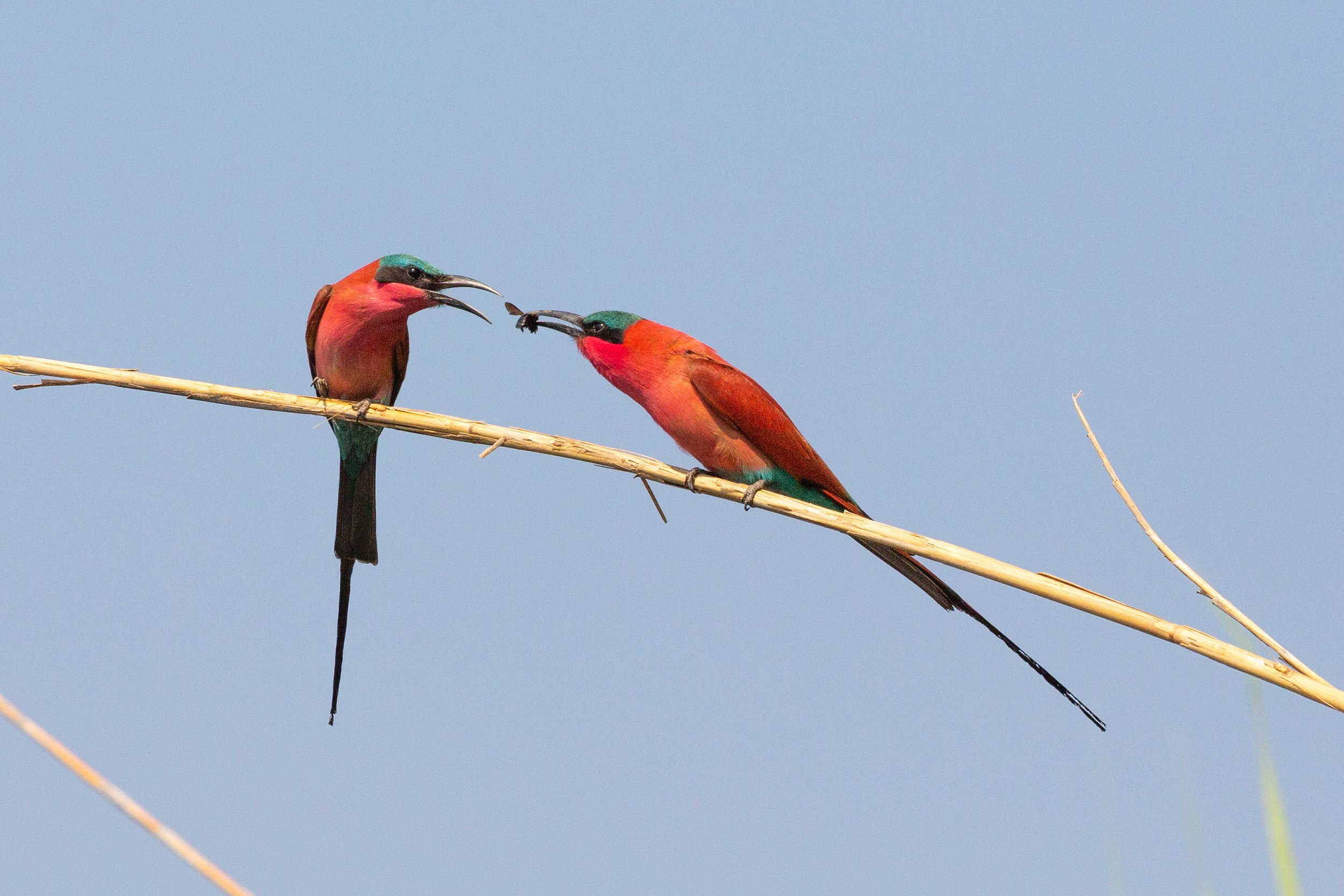 Carmine Bee eaters