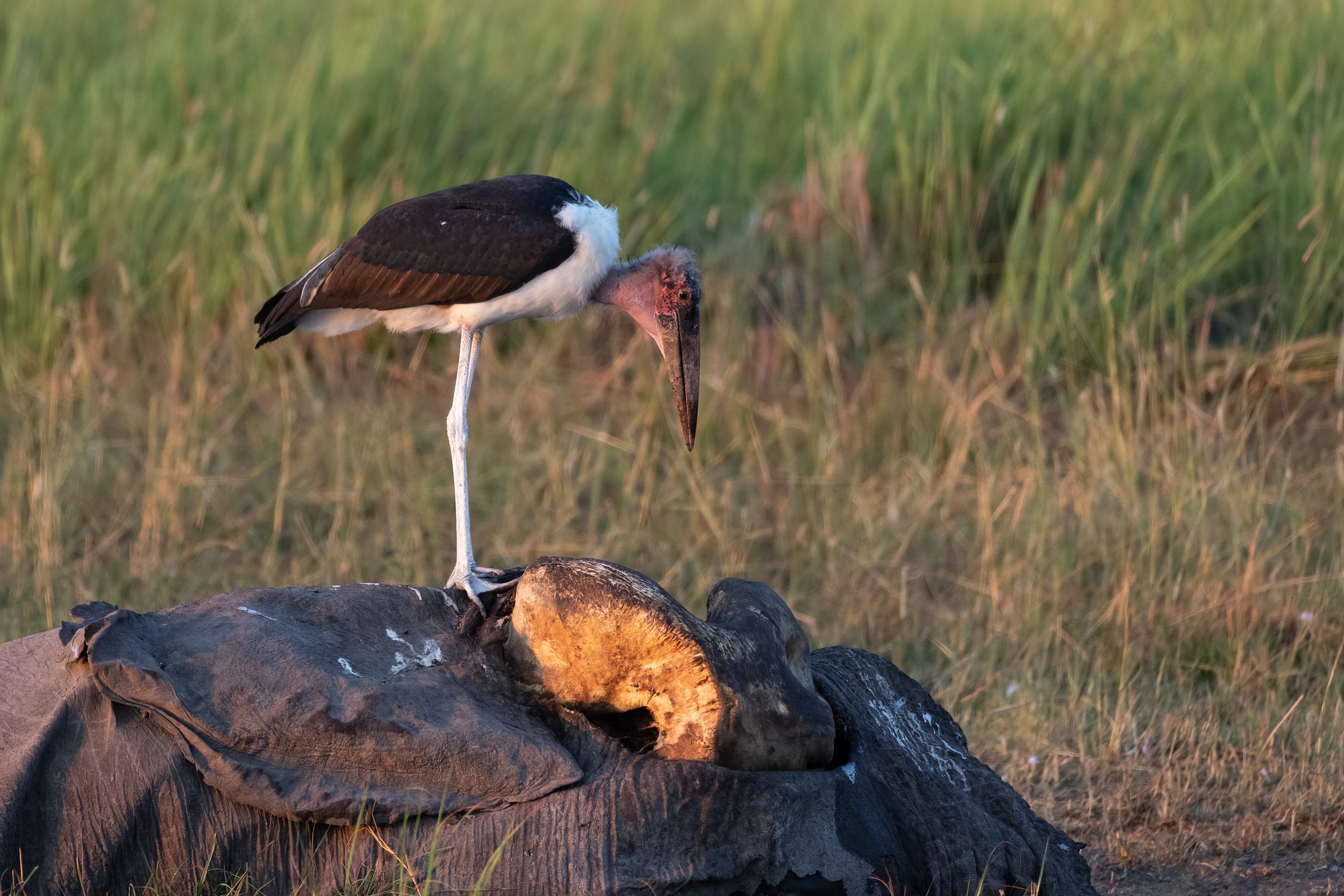 Marabou Stork