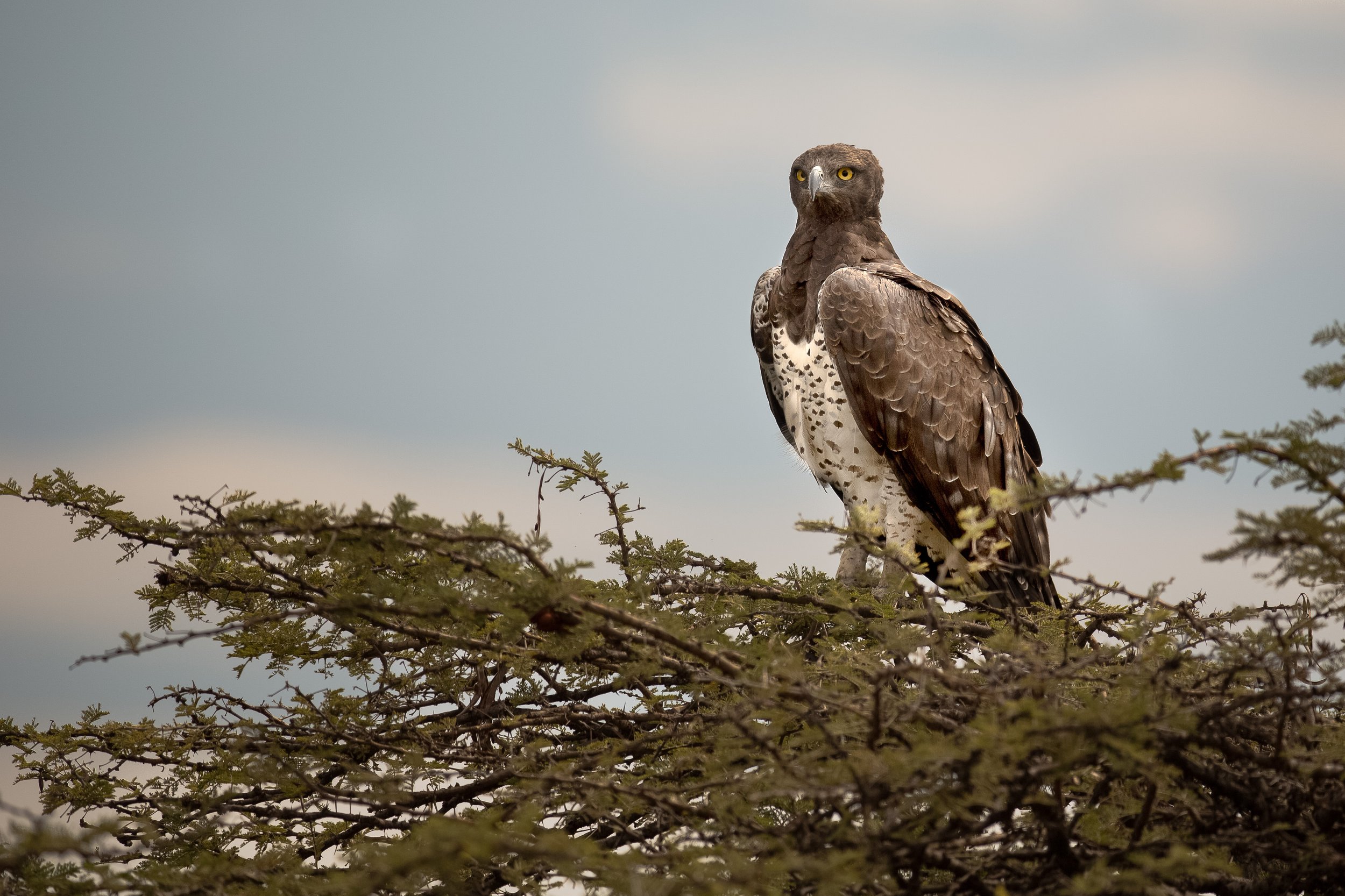 Goshawk