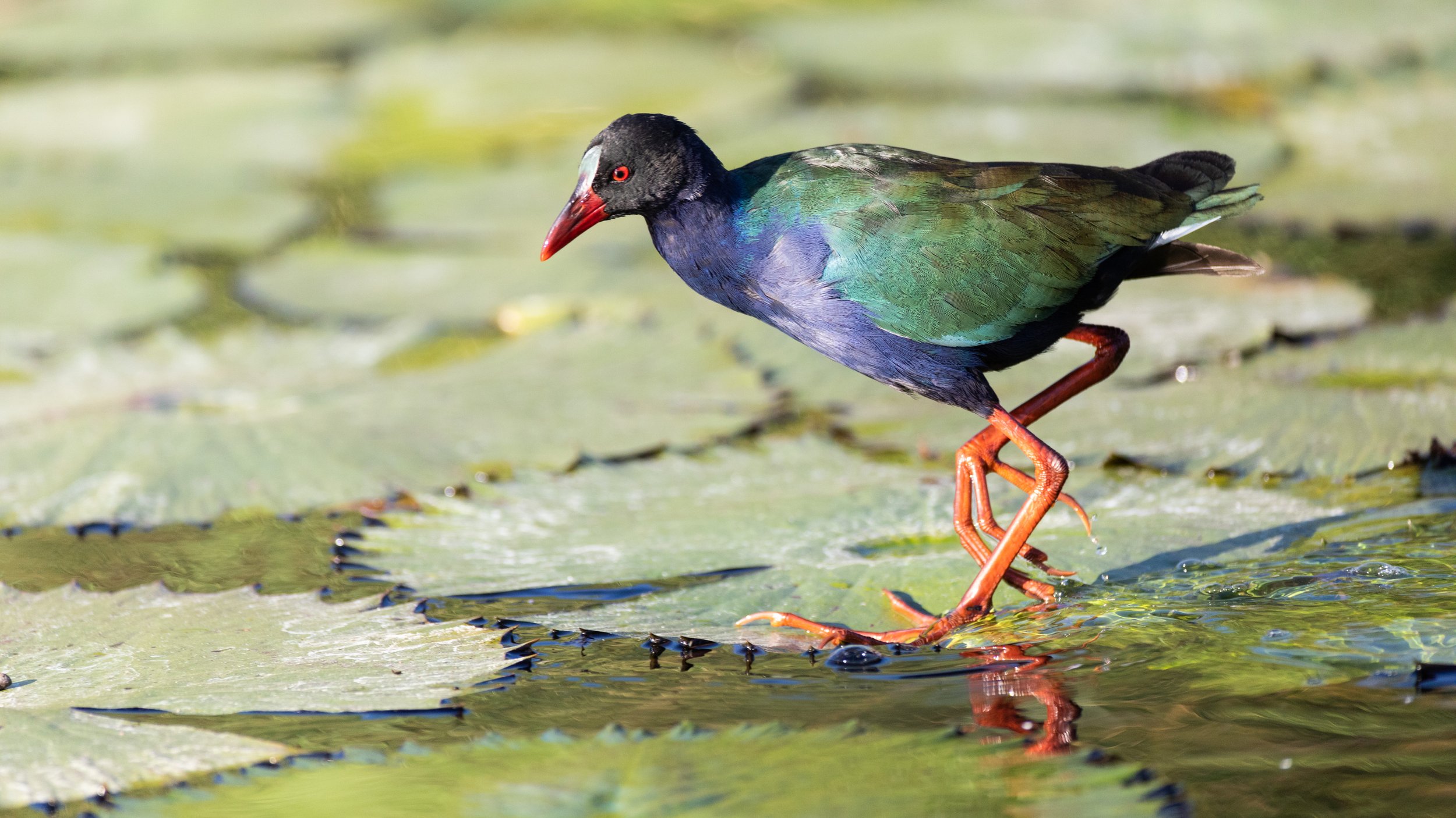 Allen's Gallinule