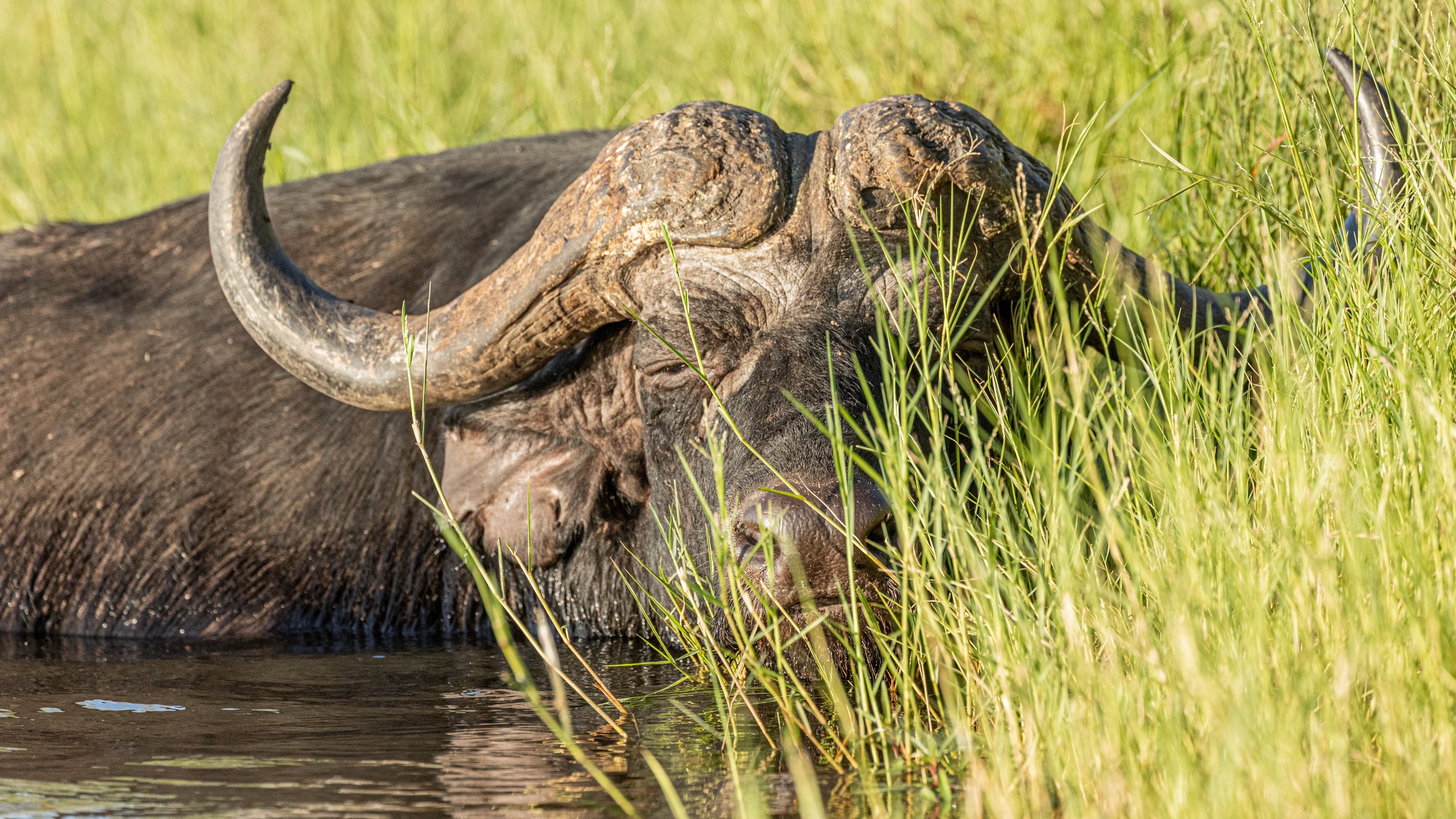 Cape Buffalo in the water