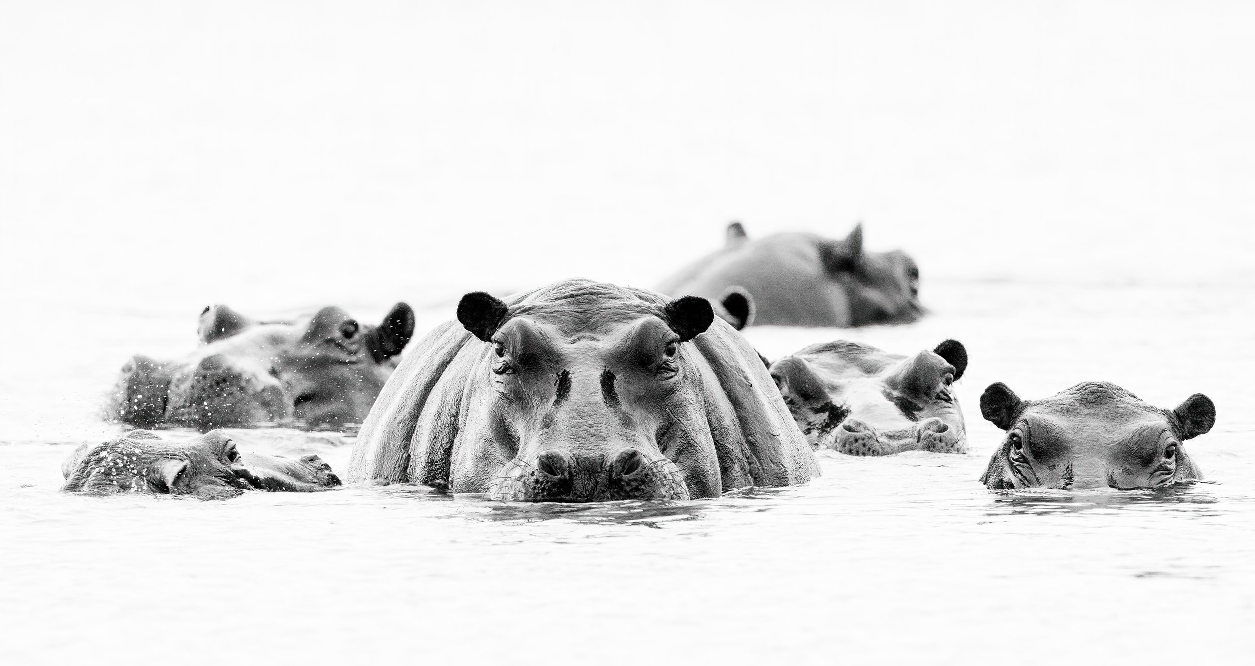 Hi key hippos