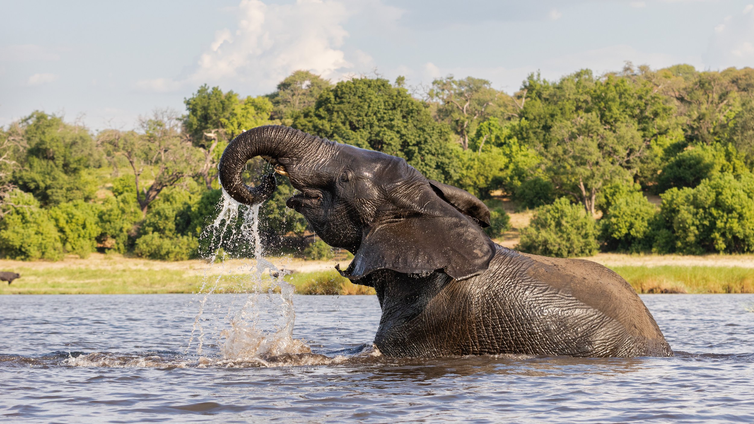 Elephant playing in the water