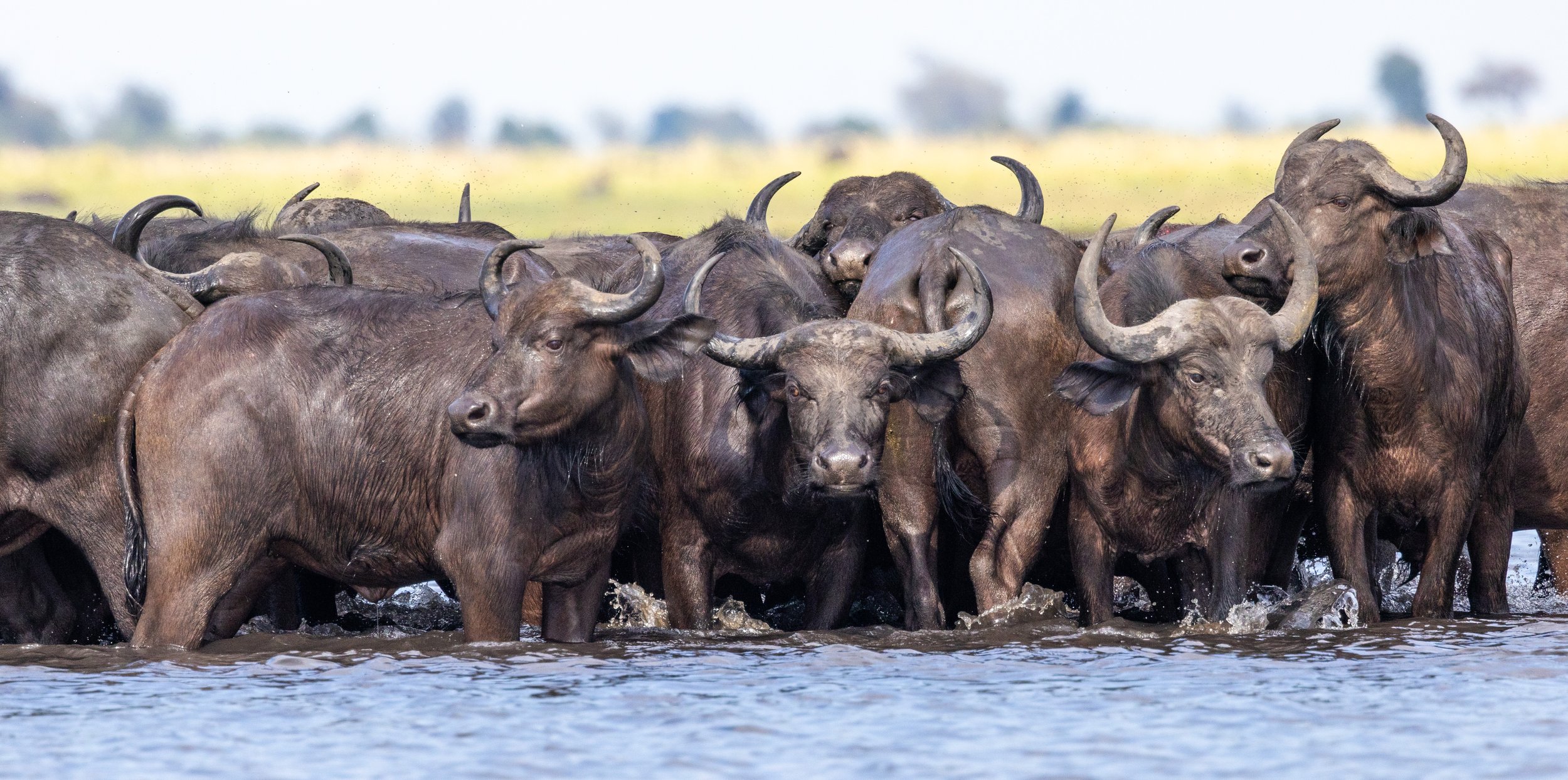 Buffalo crossing