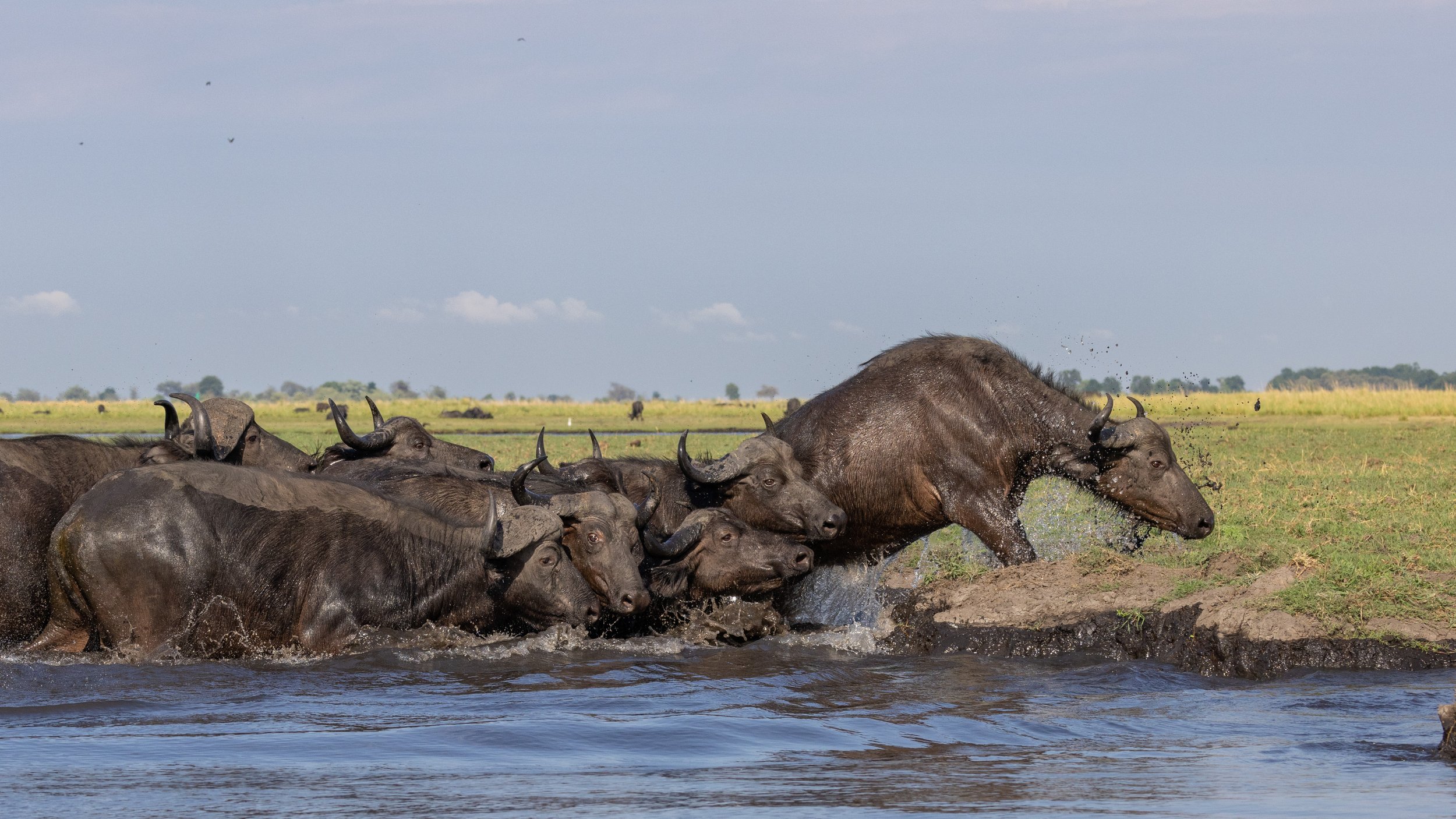 Buffalos crossing the Chobe river