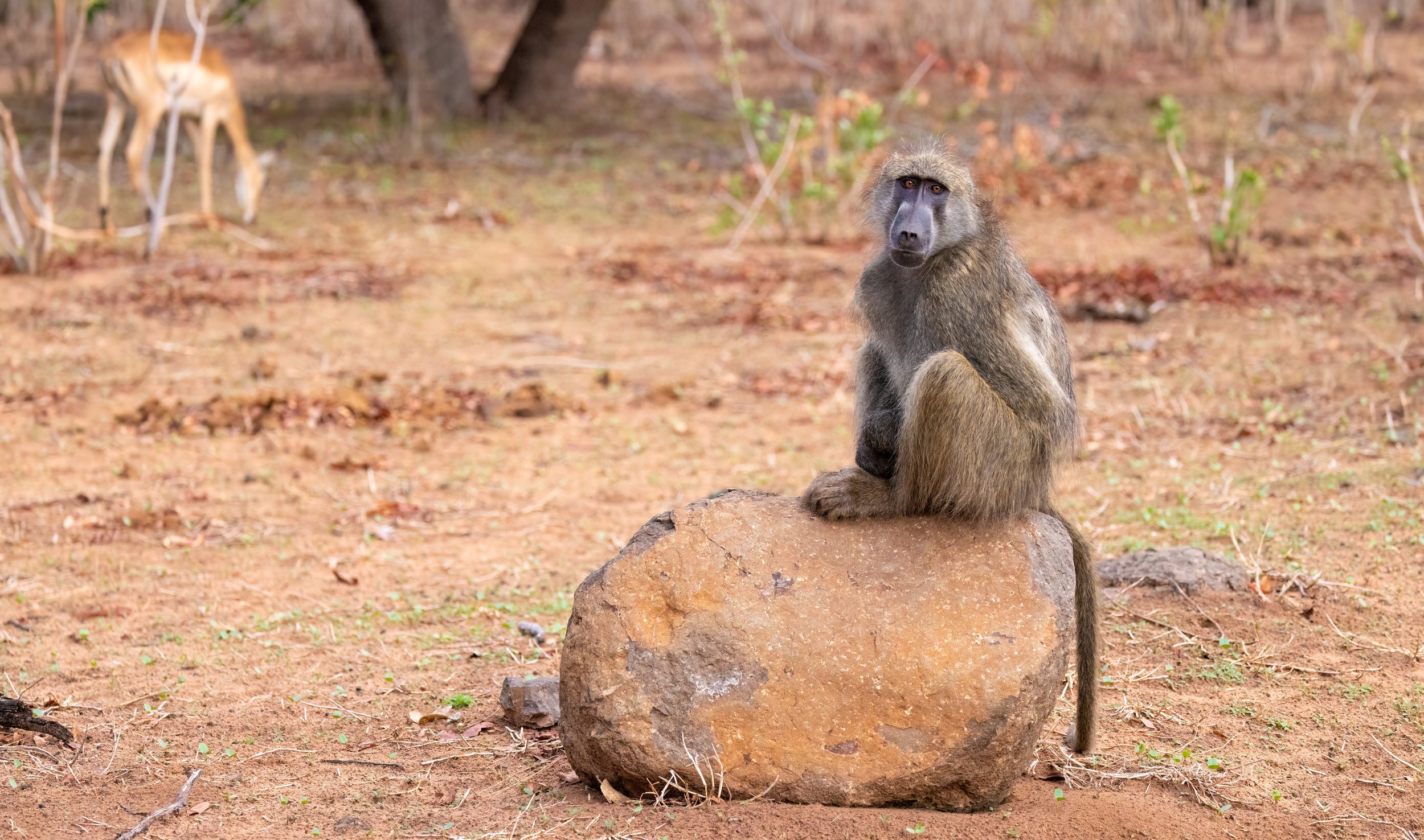 Cold baboon warming himself on a warm rock at the end of the day